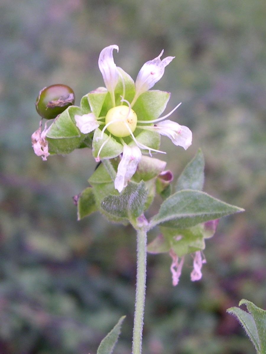 cucubalus_baccifer4md