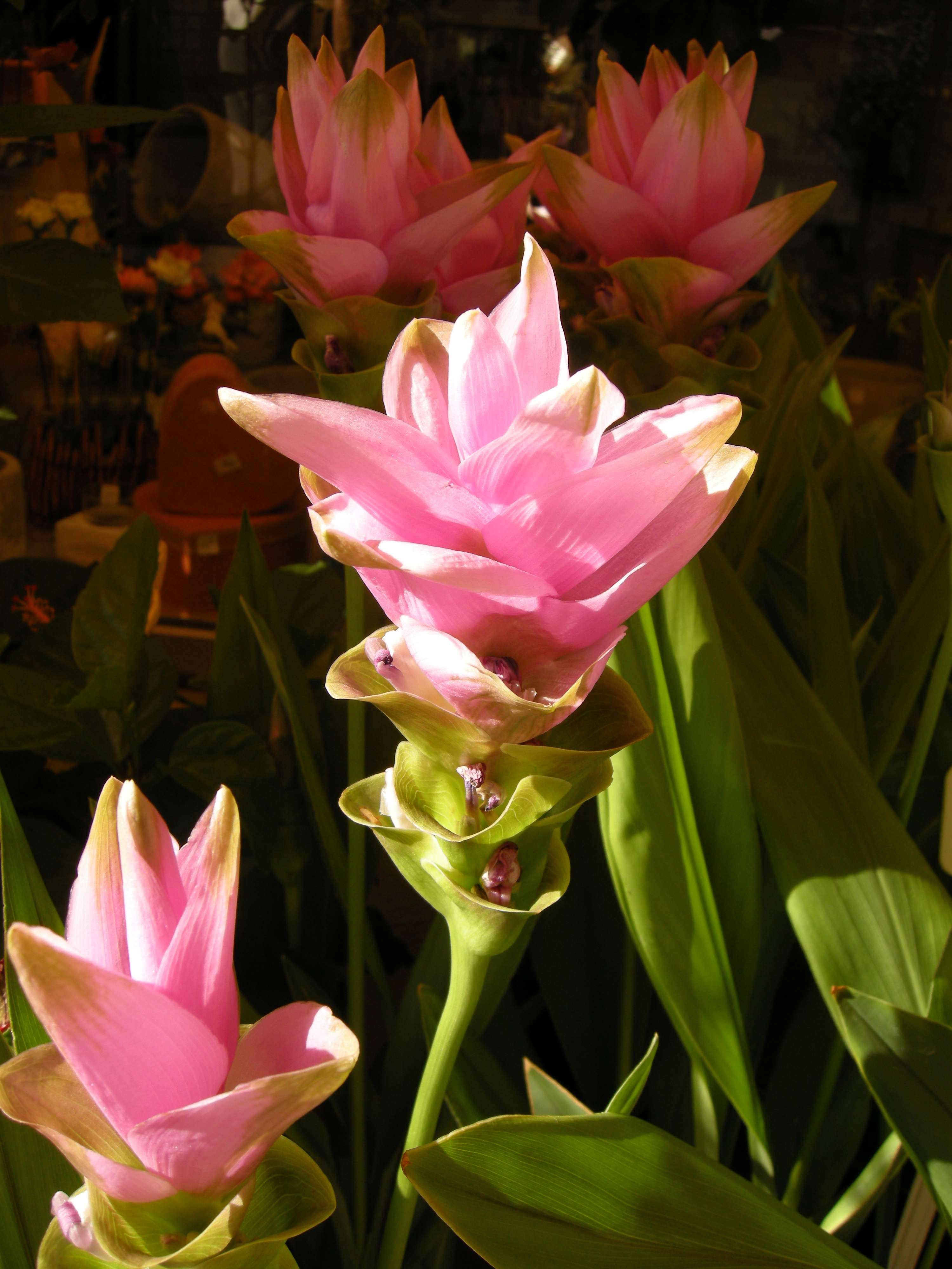 curcuma_alismatifolia2md