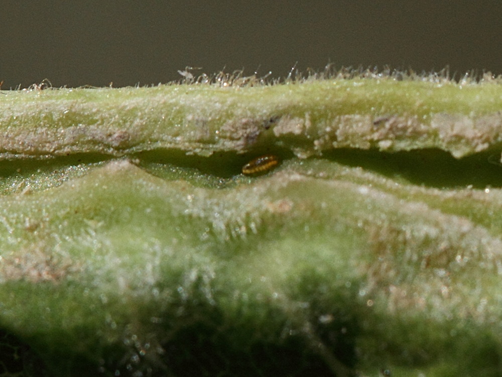 dasineura_fraxini_galle3md