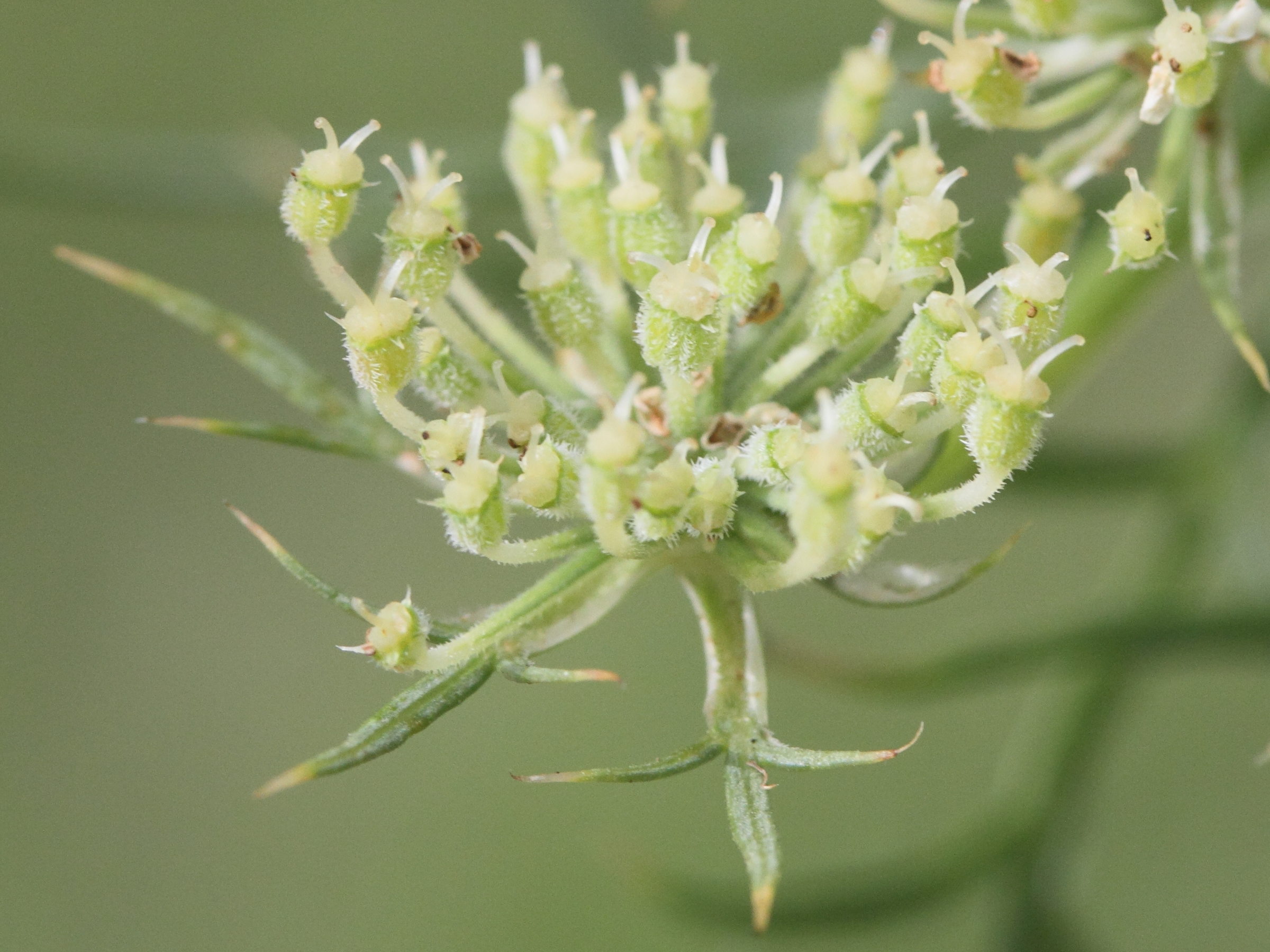 daucus_carota_sativa1md