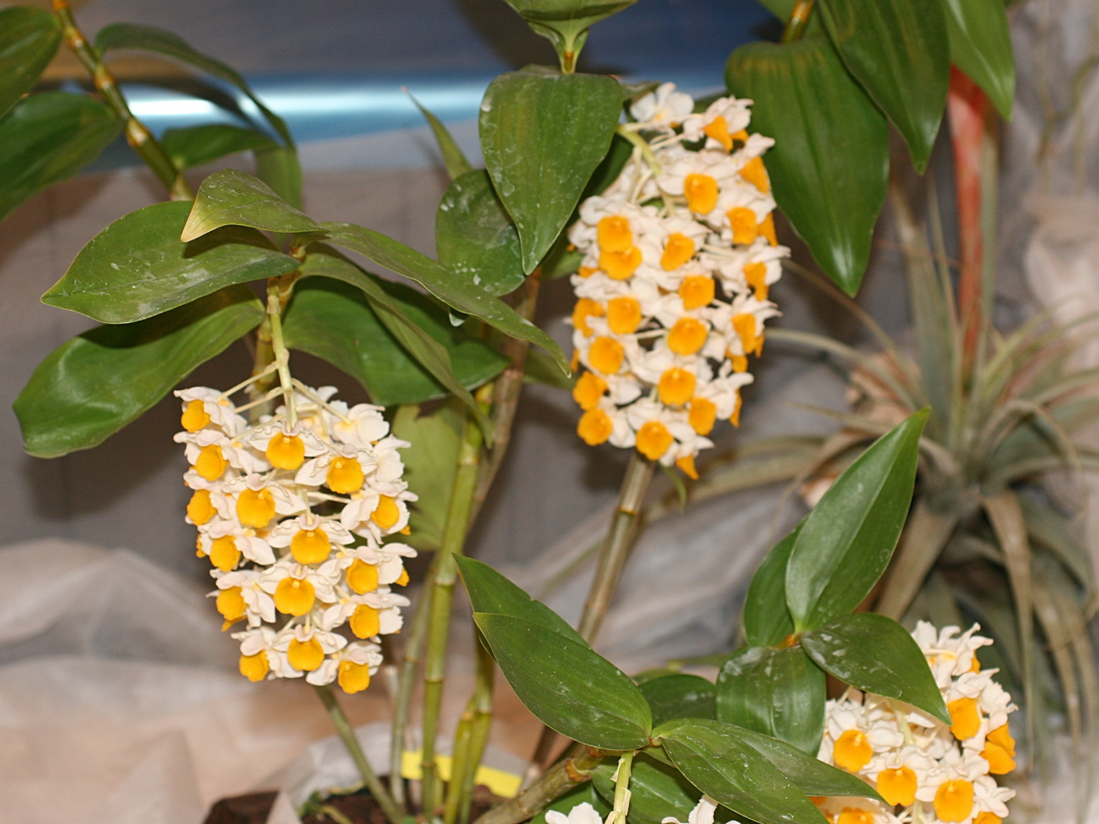 dendrobium_thyrsiflorum1md