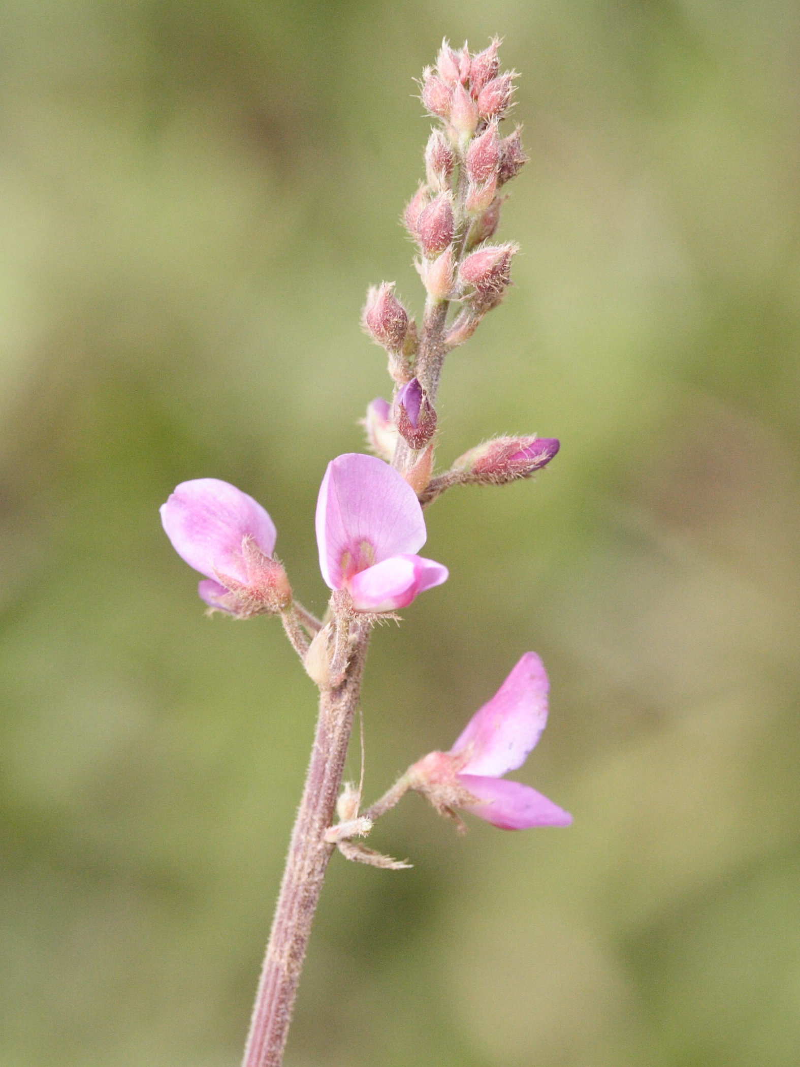 desmodium_incanum3md