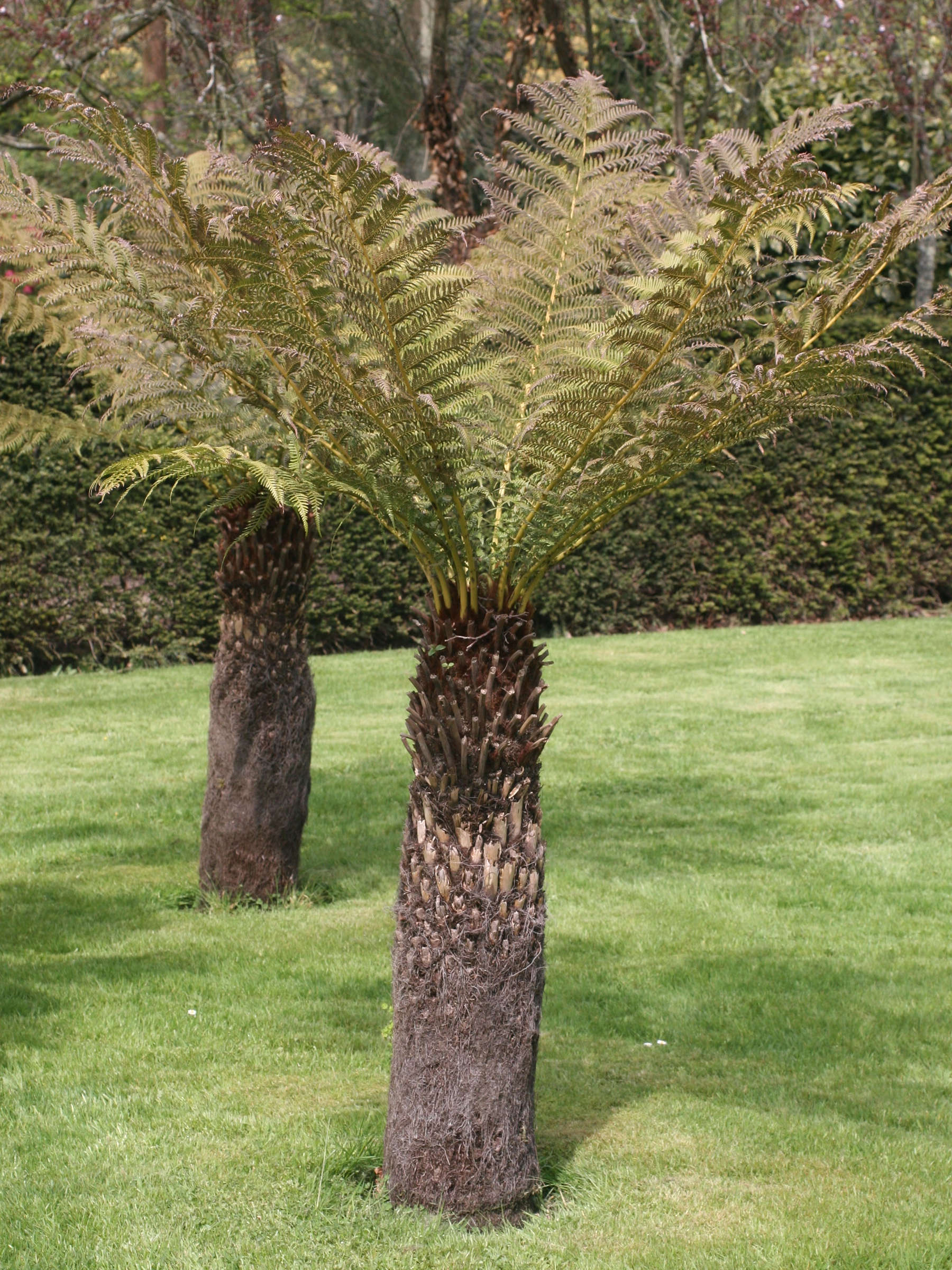 dicksonia_antarctica2md