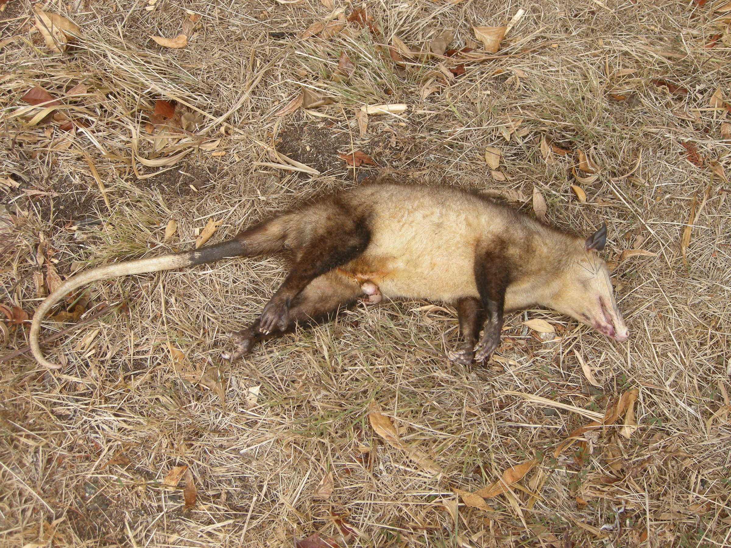 didelphis_marsupialis1bd