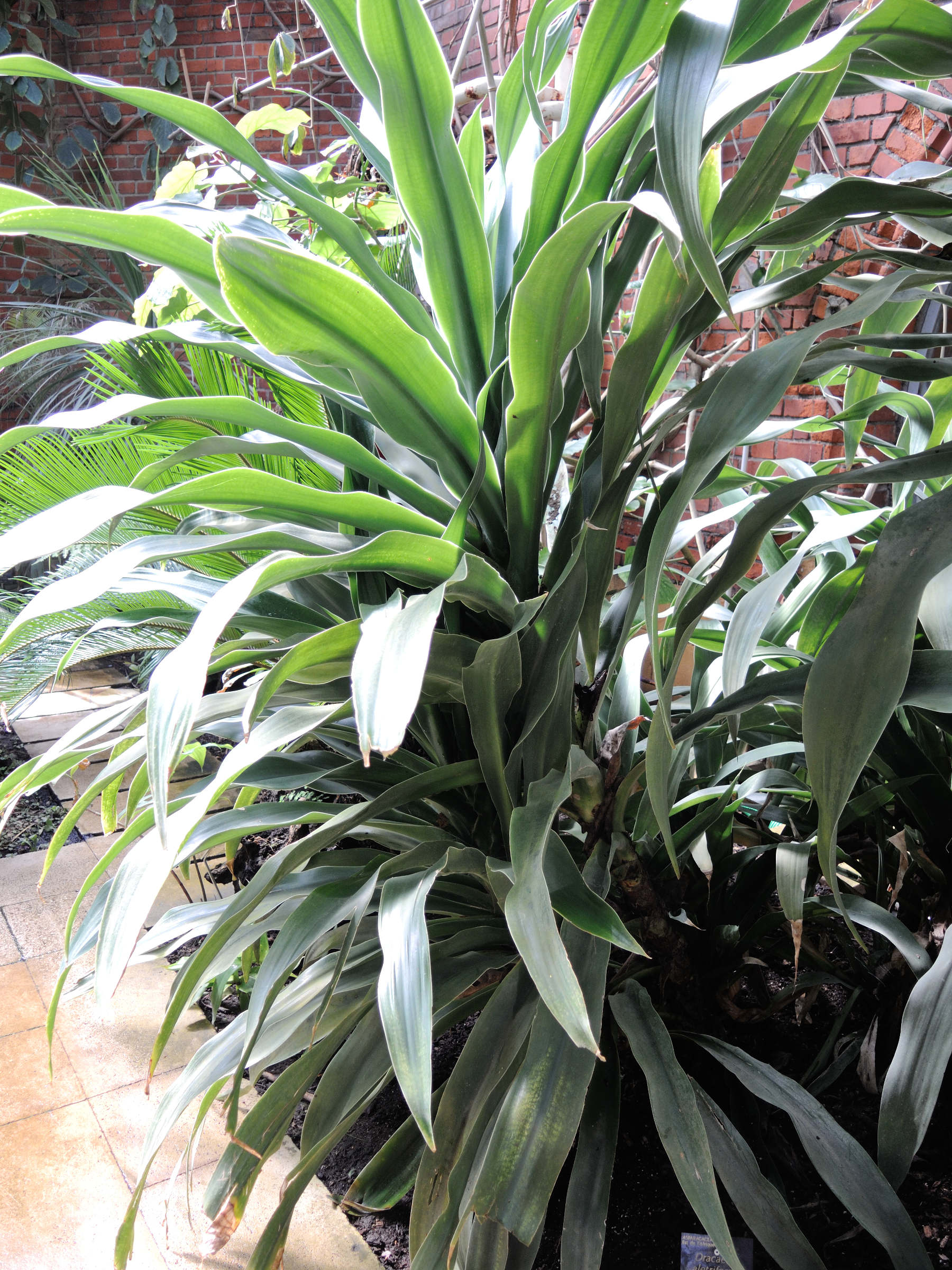 dracaena_aletriformis1md