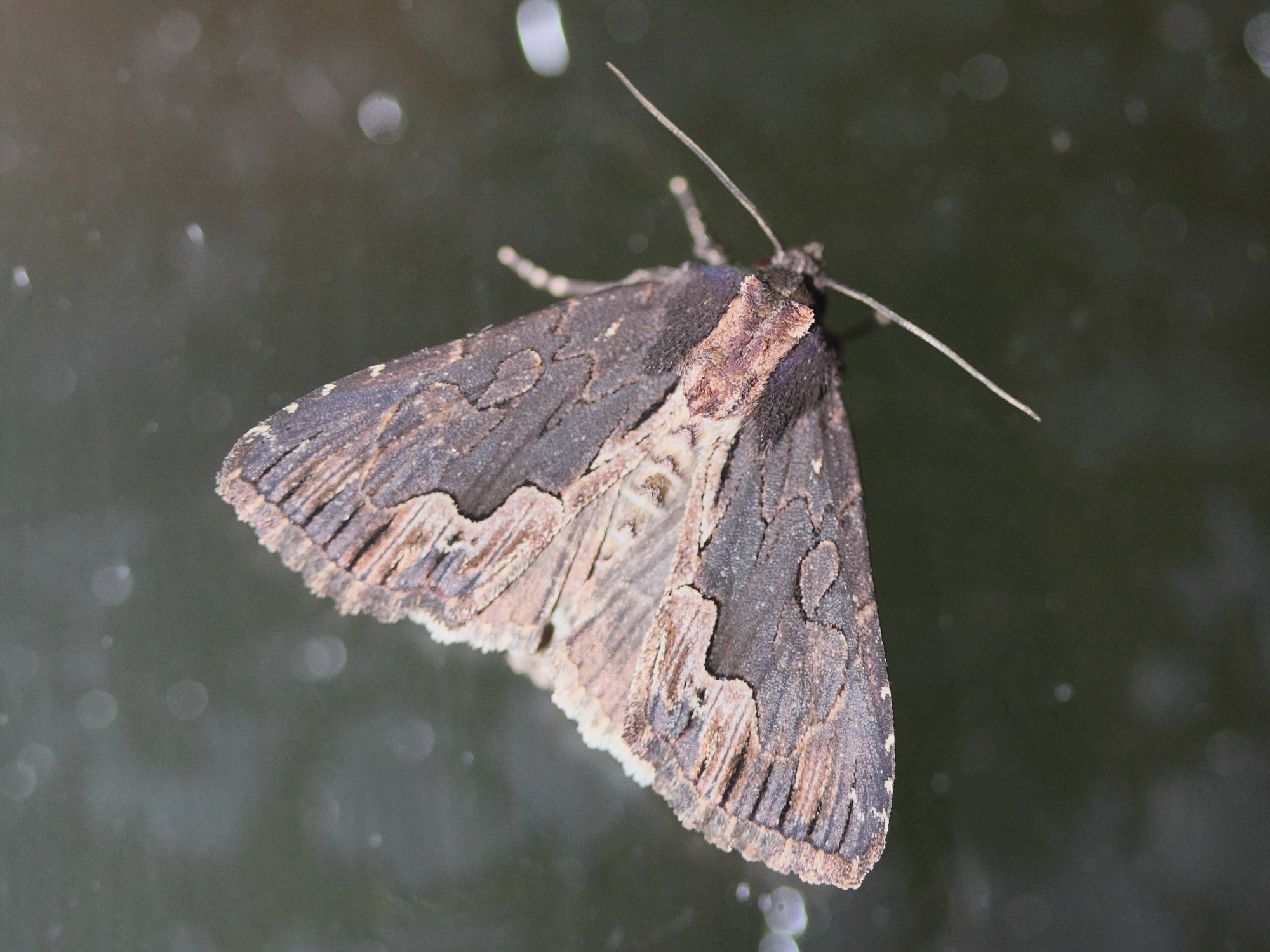 dypterygia_scabriuscula1md