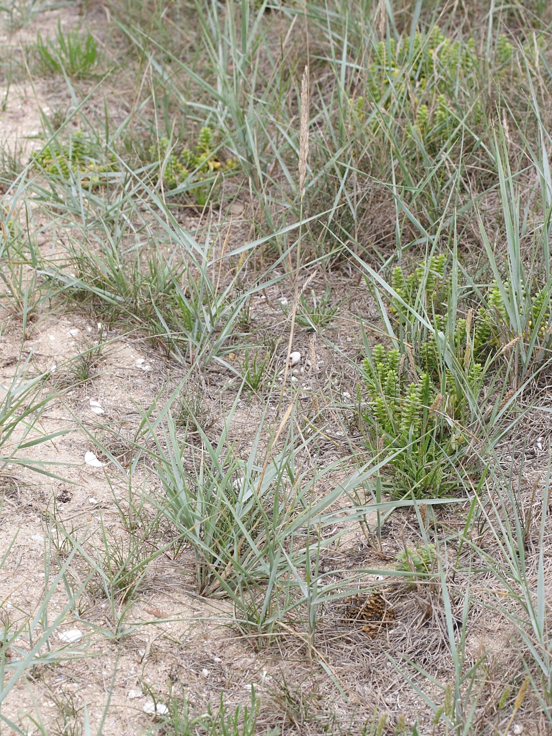 Afficher le média elytrigia_x_laxa1bmd elytrigia_x_laxa1bmd