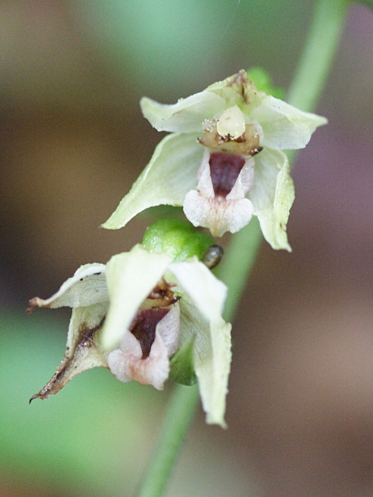 Afficher le média epipactis_muelleri2md epipactis_muelleri2md