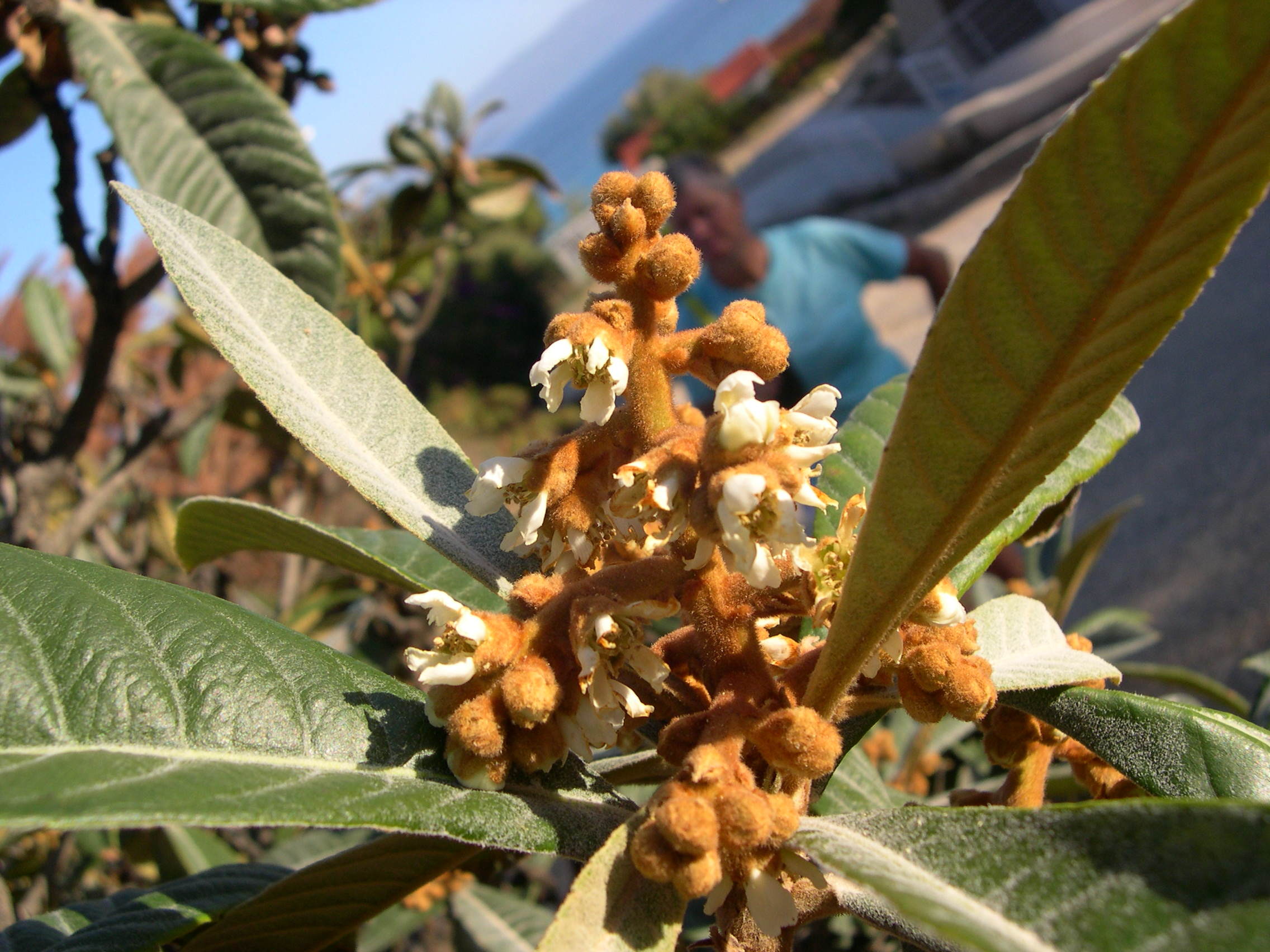 eriobotrya_japonica4md