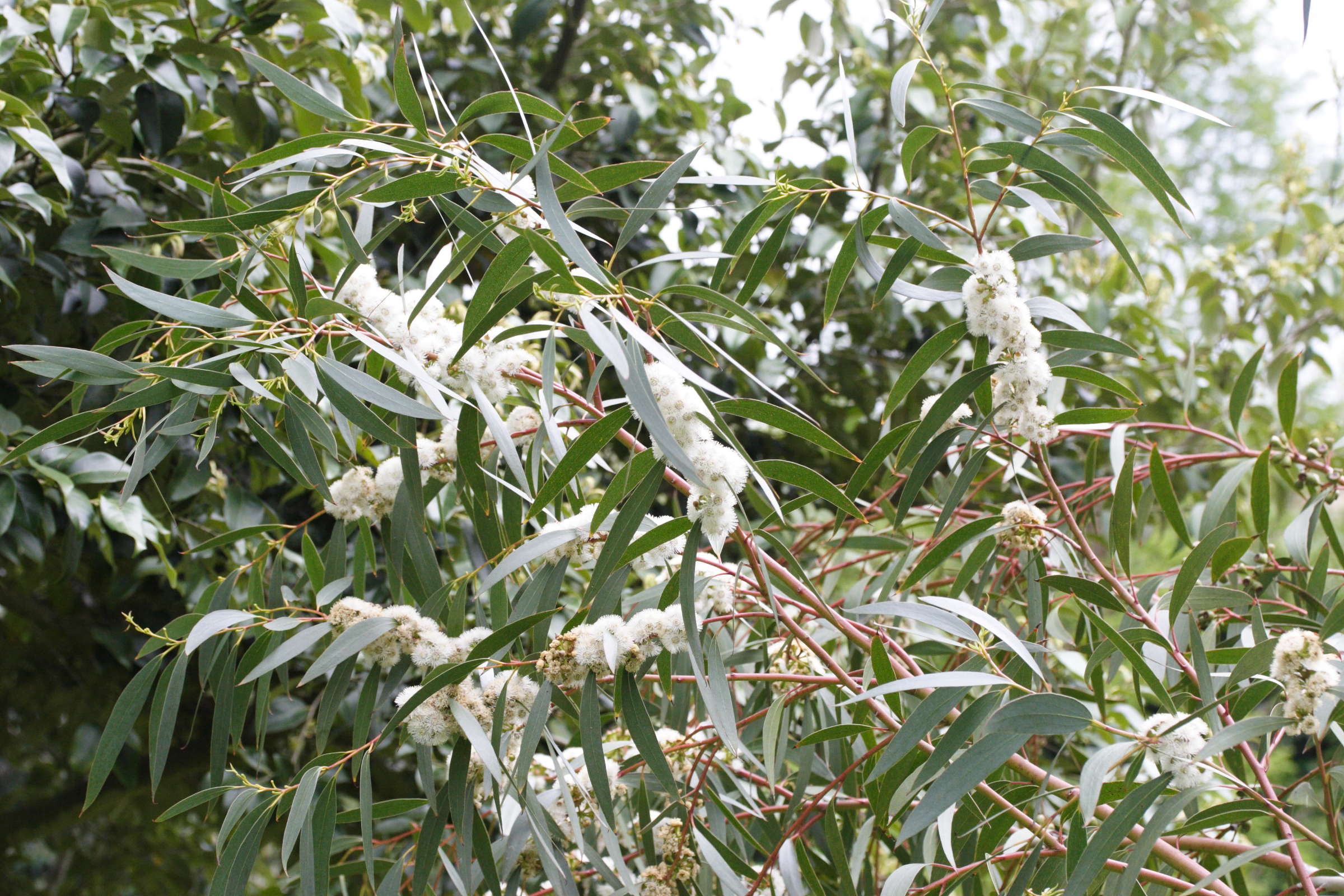 eucalyptus_gregsoniana2md
