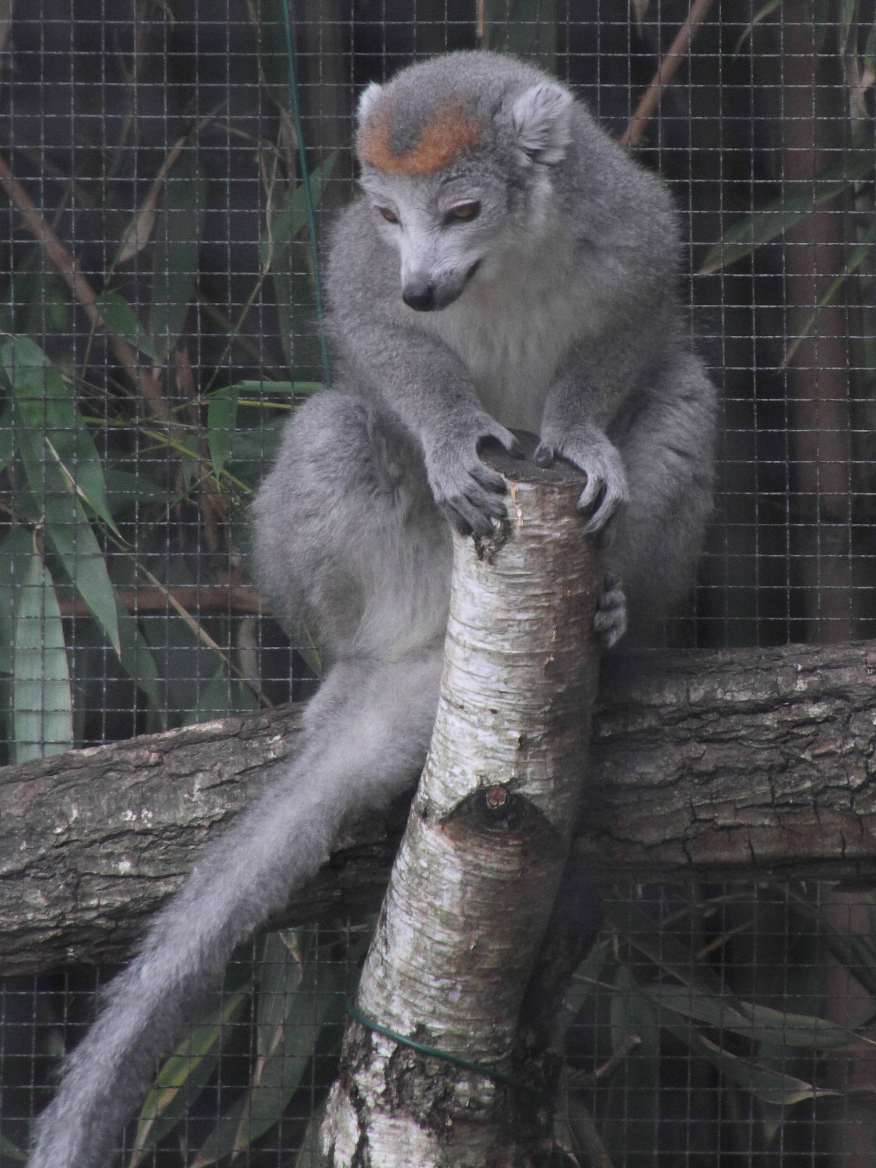 eulemur_coronatus1md