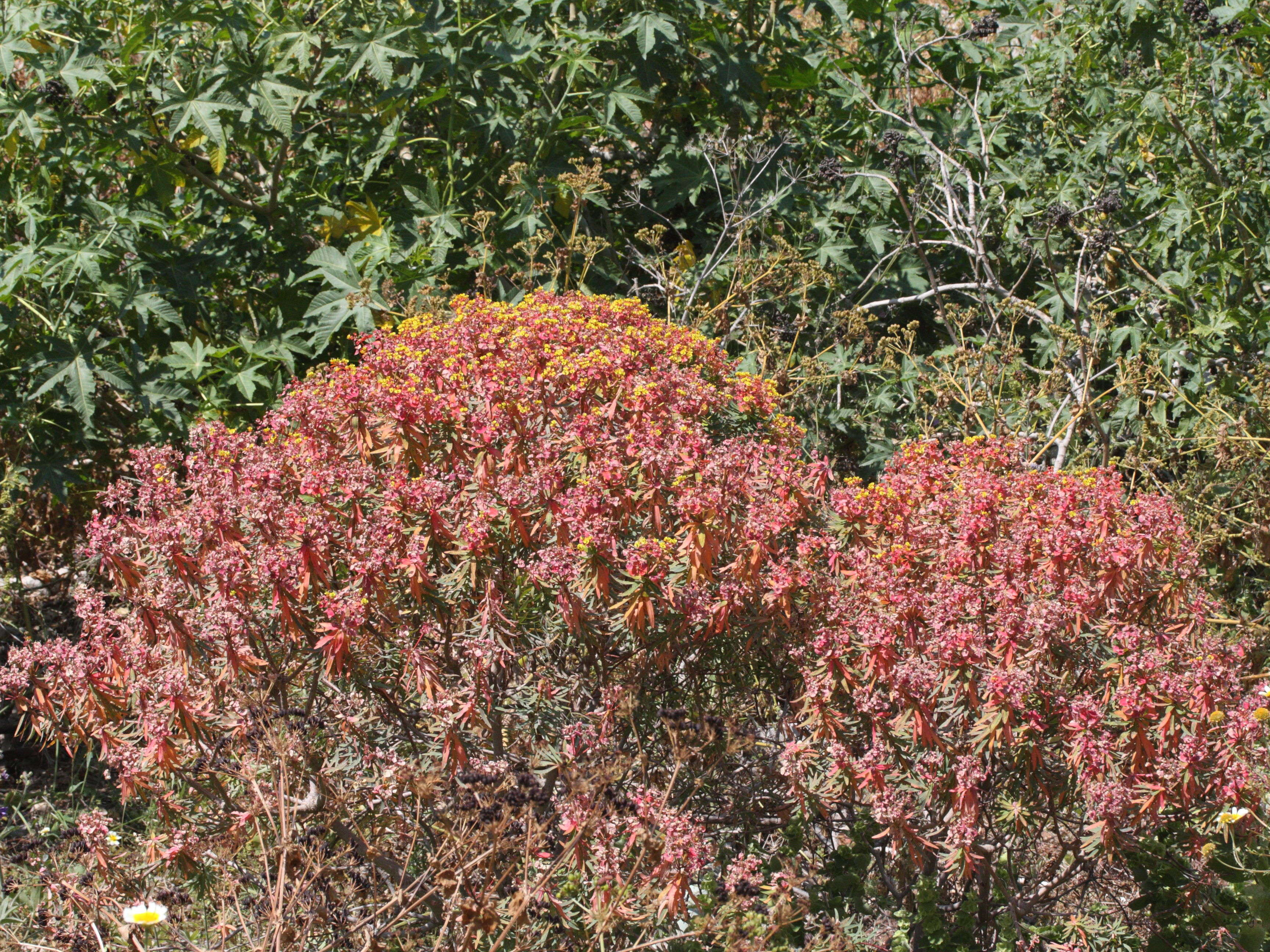 euphorbia_dendroides9md