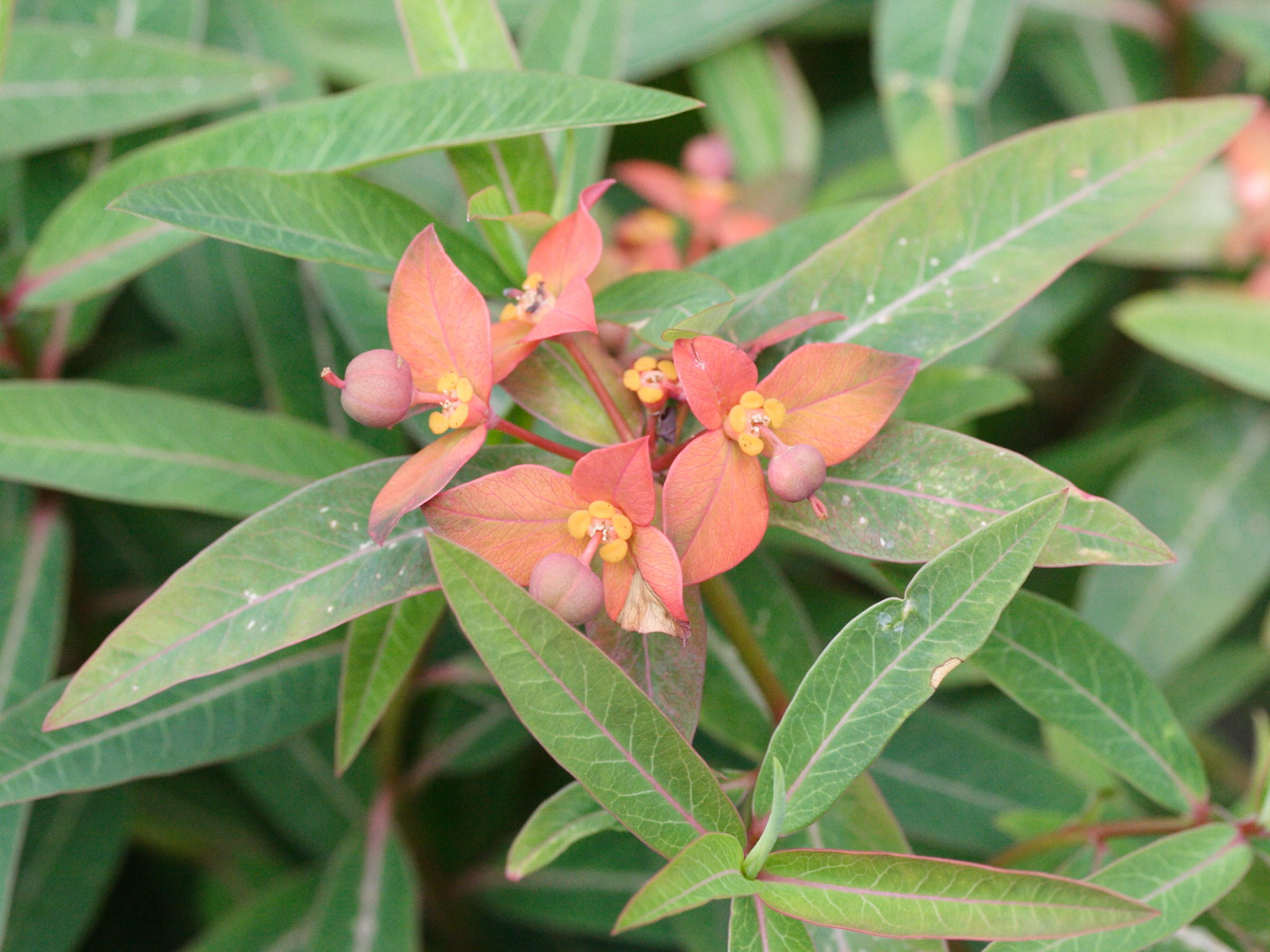 euphorbia_griffithii2md
