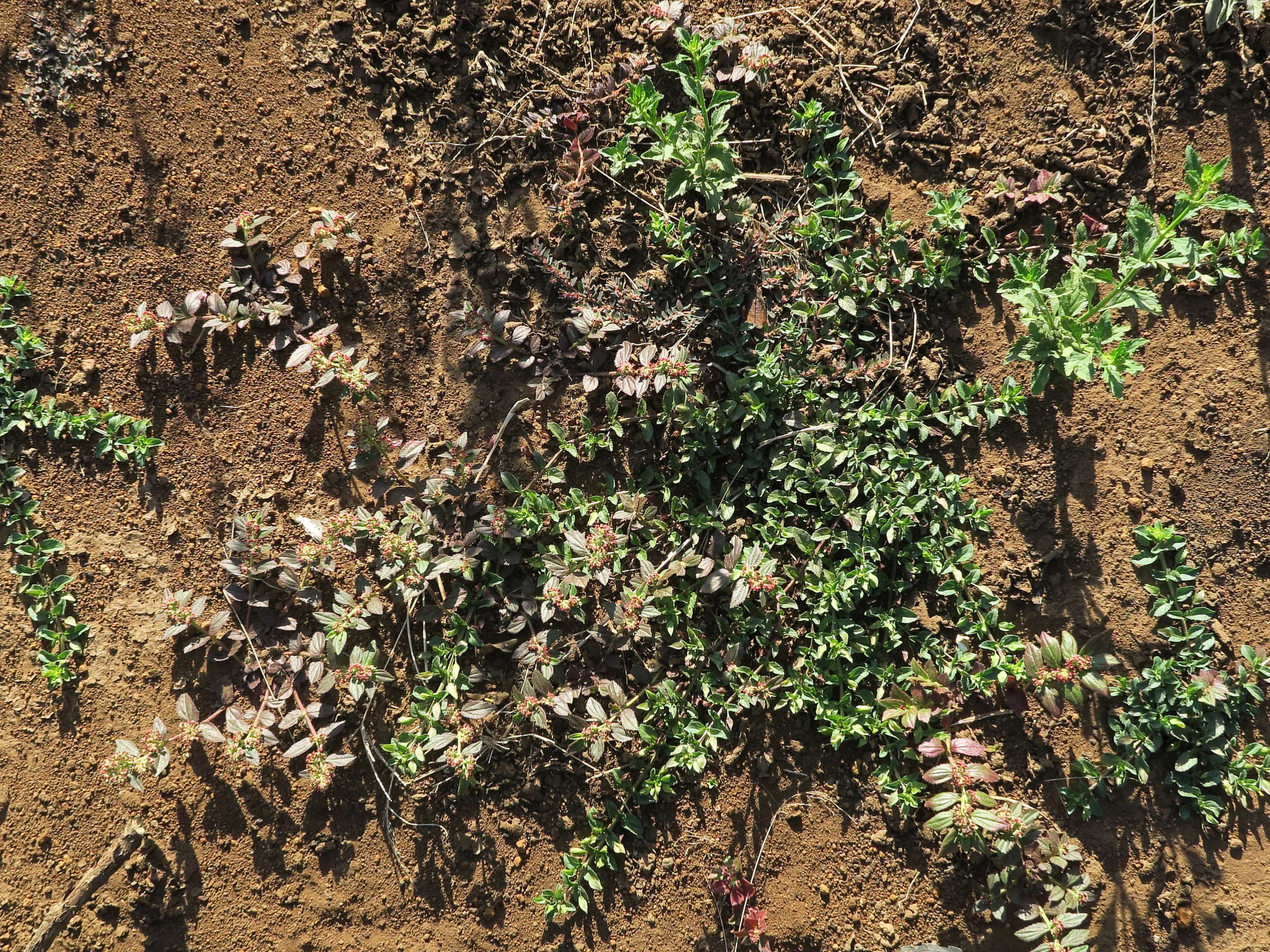 euphorbia_ophthalmica3md