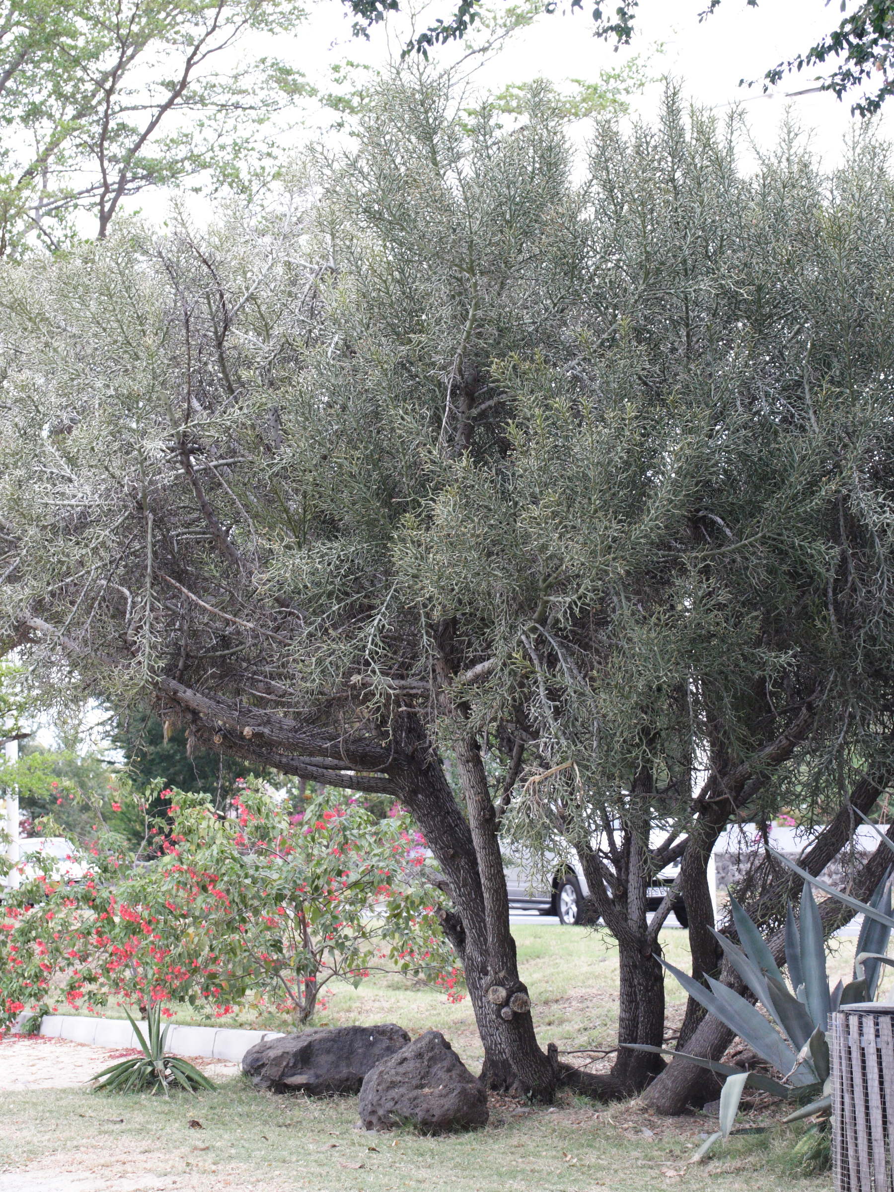 euphorbia_tirucalli5md