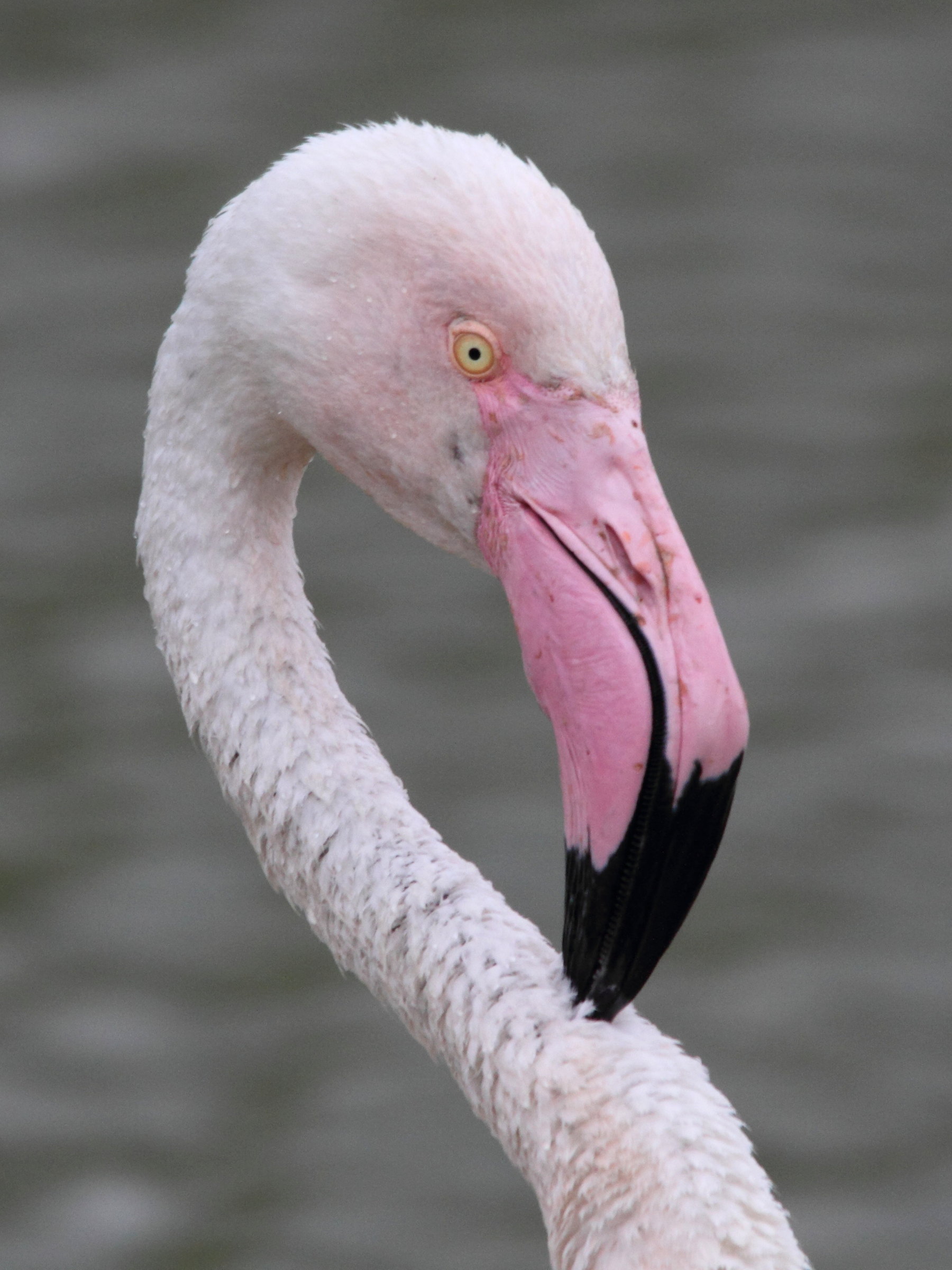 Afficher le média flamant_rose_-_phoenicopterus_roseus2md flamant_rose_-_phoenicopterus_roseus2md