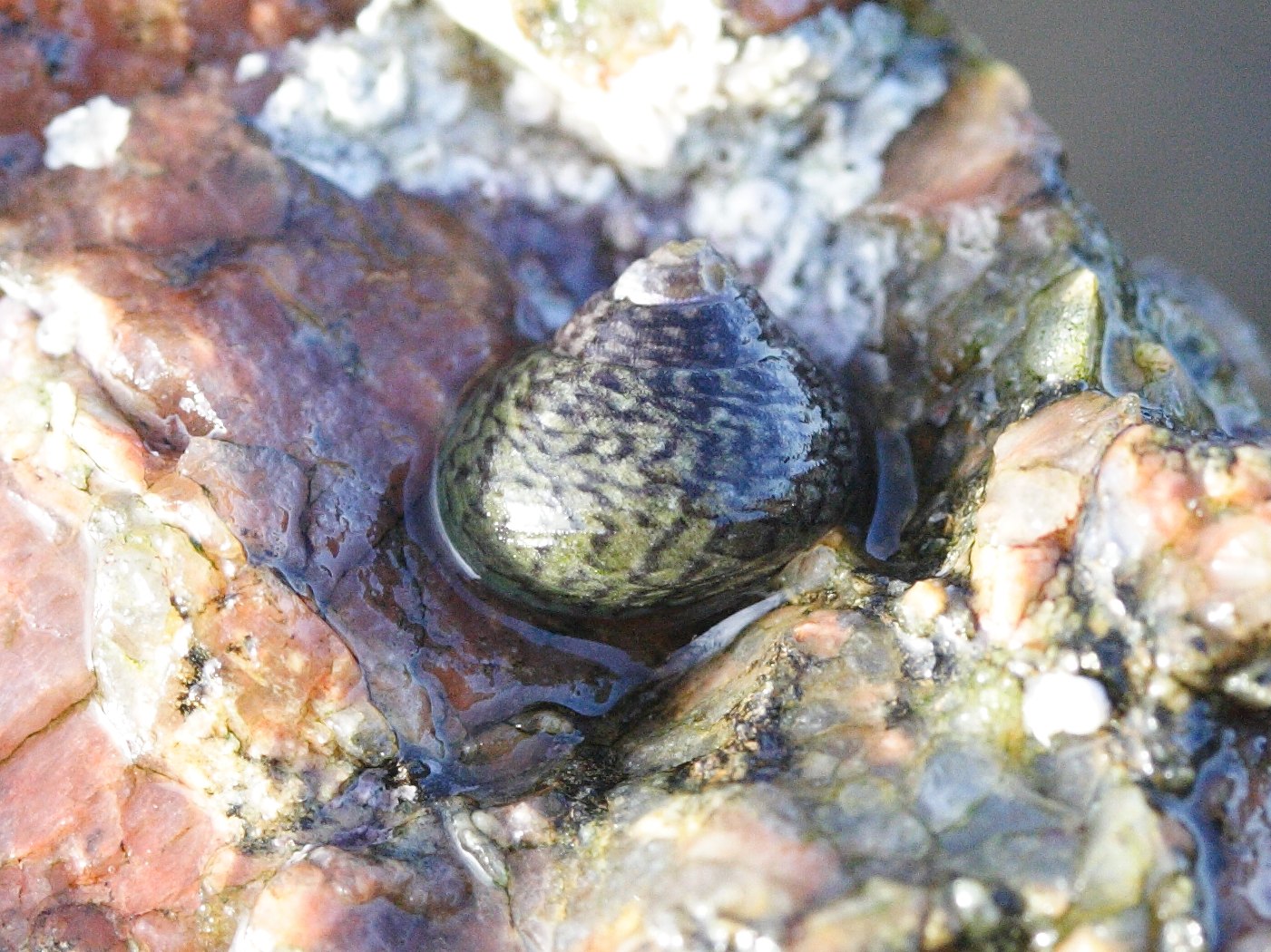 gibbula_cineraria1md