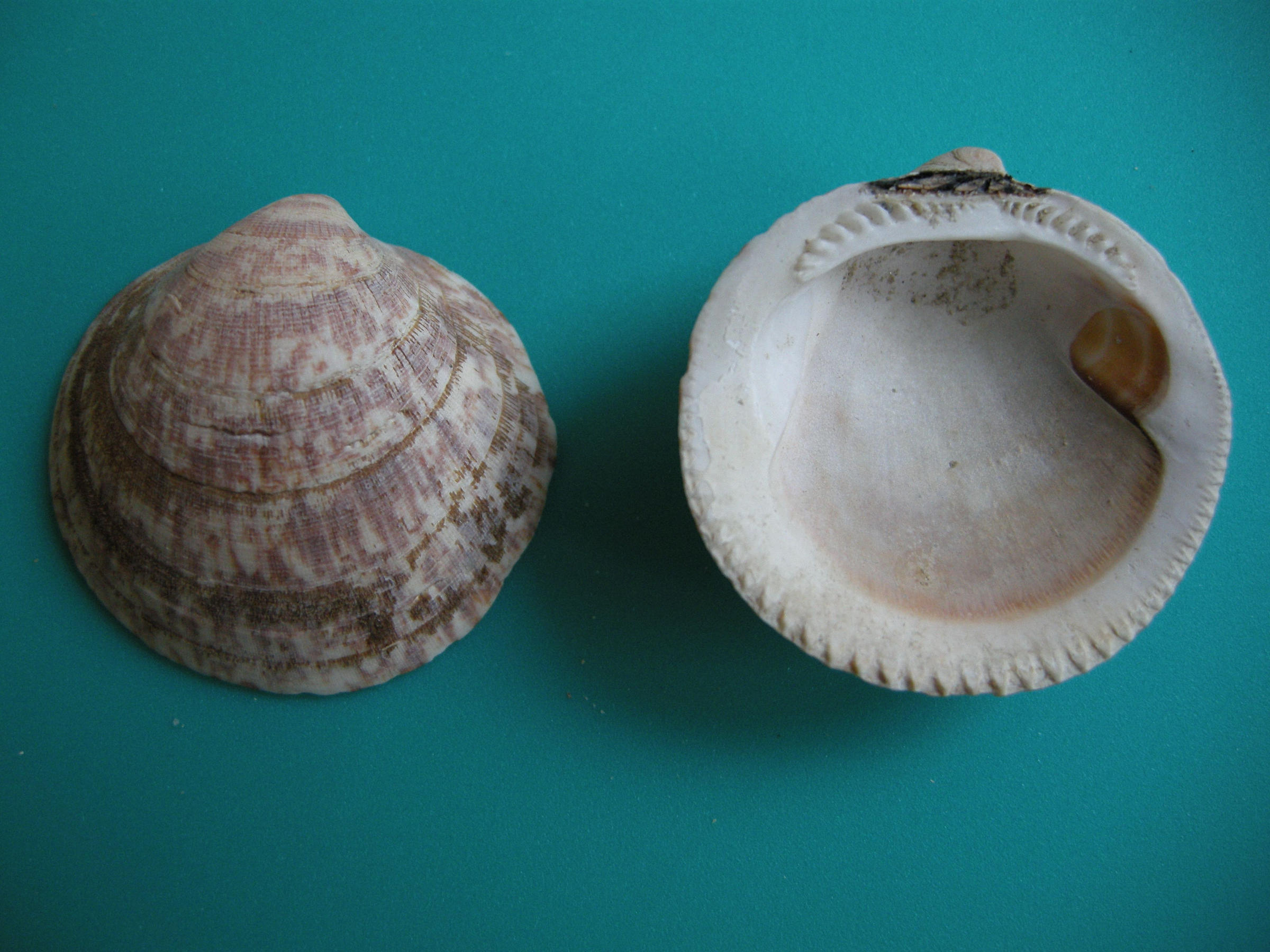 glycymeris_glycymeris1md