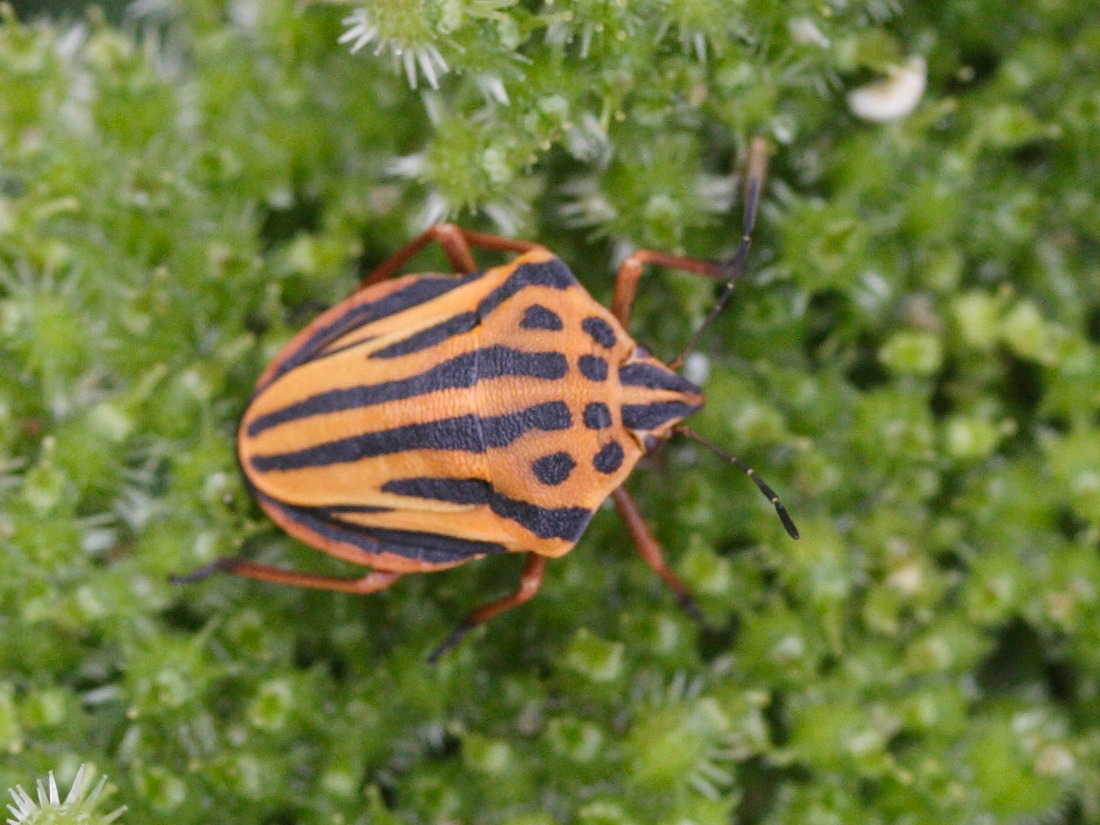 Afficher le média graphosoma_semipunctatum2md graphosoma_semipunctatum2md