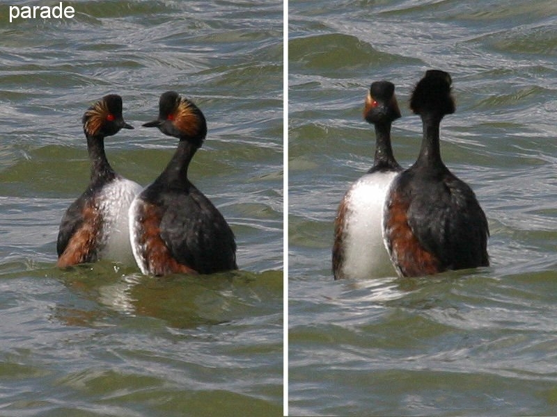 grebe_a_cou_noir_-_podiceps_nigricollis3bbd