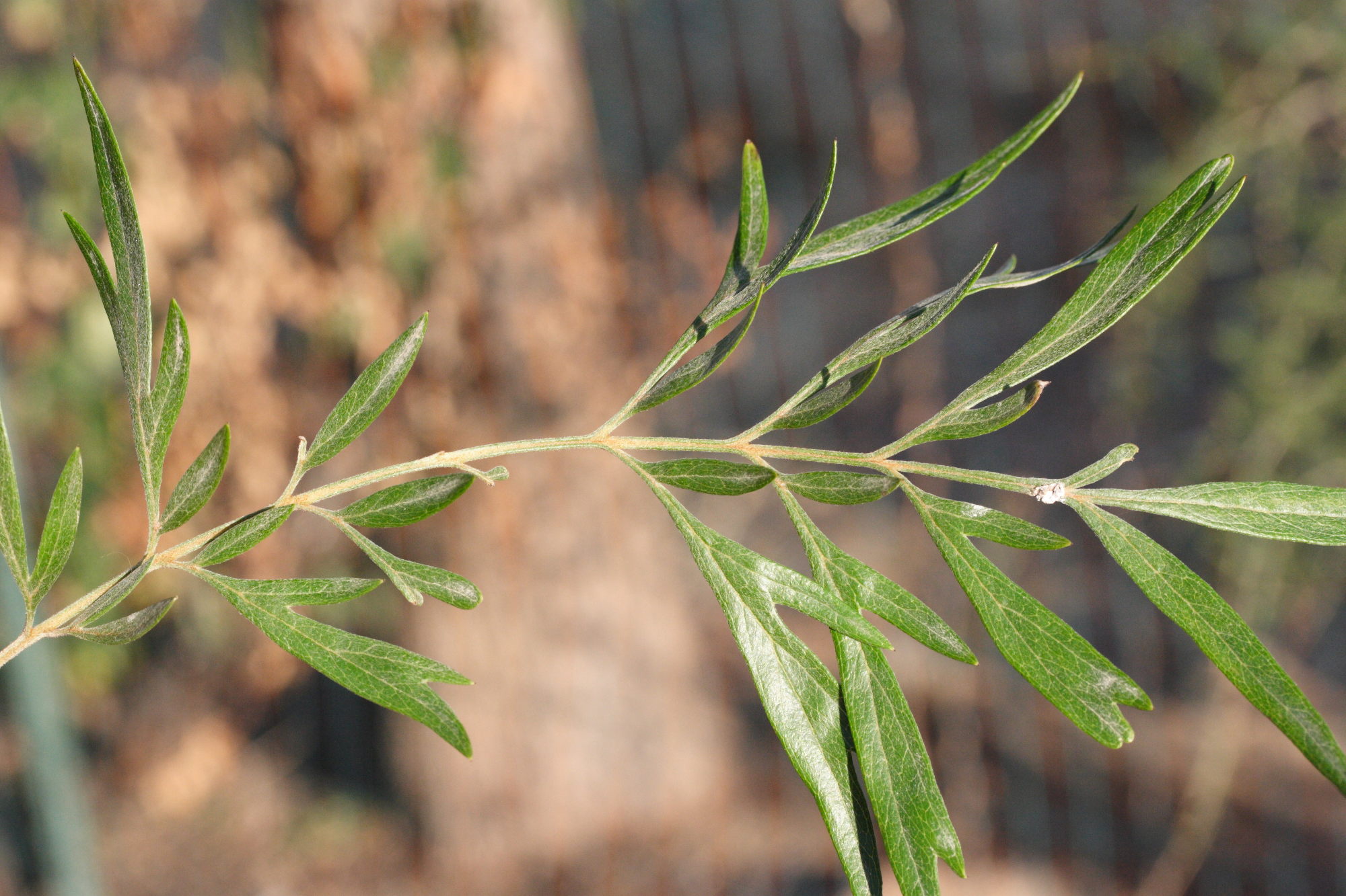 grevillea_robusta4md
