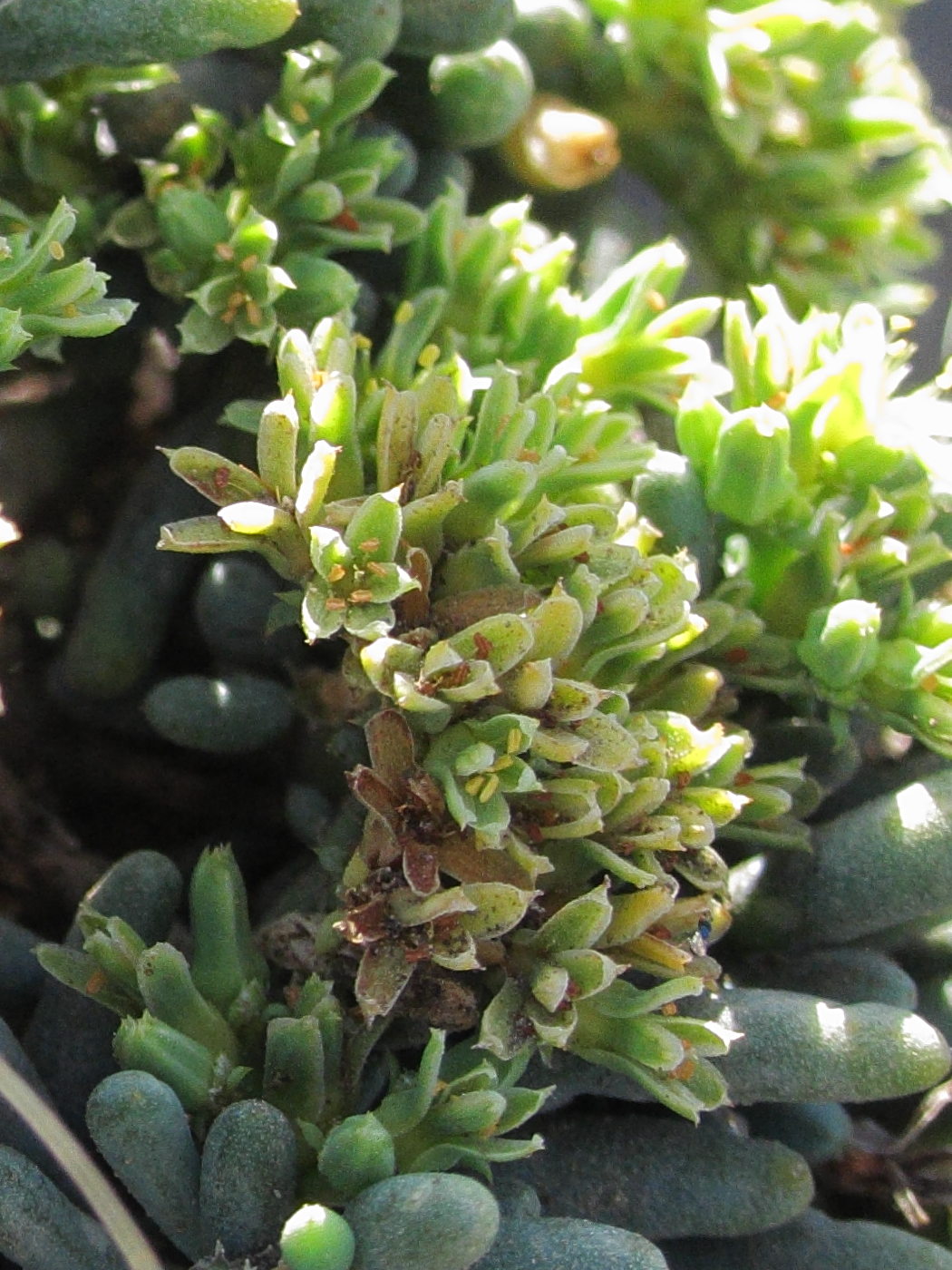 Afficher le média gymnocarpos_decandrus2bd gymnocarpos_decandrus2bd