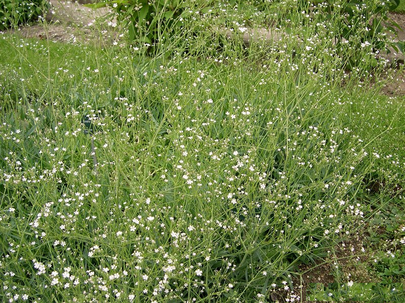 Afficher le média Gypsophila_scorzonerifolia Gypsophila_scorzonerifolia