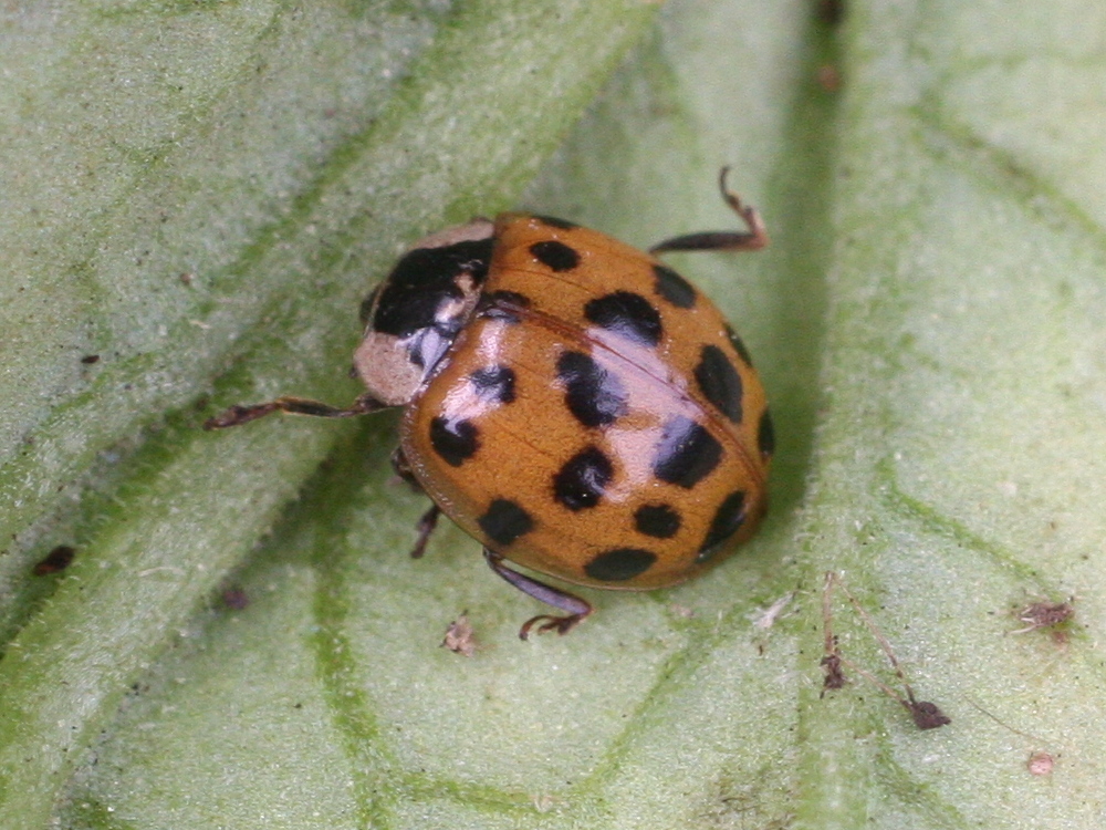 Afficher le média harmonia_axyridis1md harmonia_axyridis1md