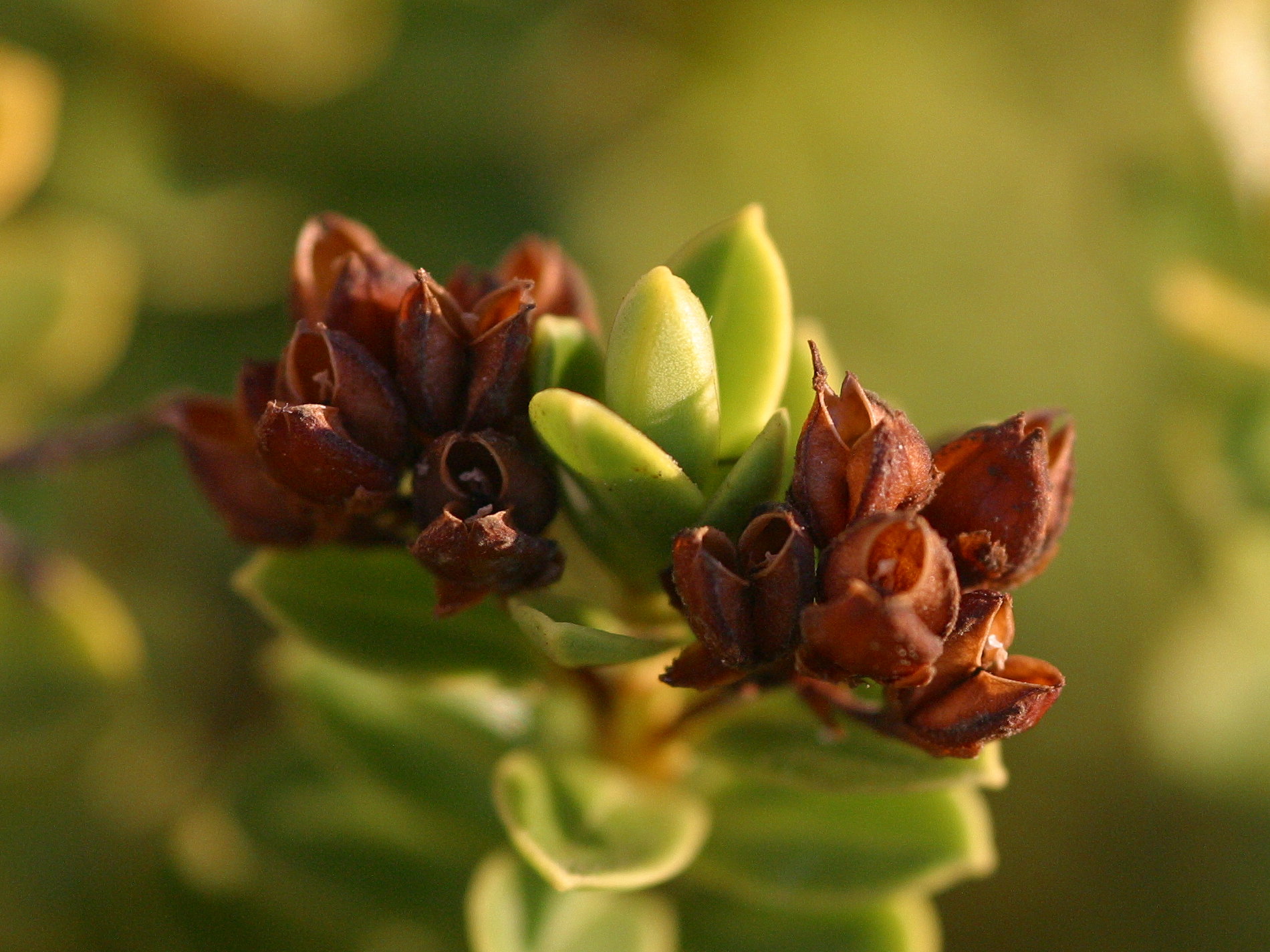 Afficher le média hebe_albicans2md hebe_albicans2md