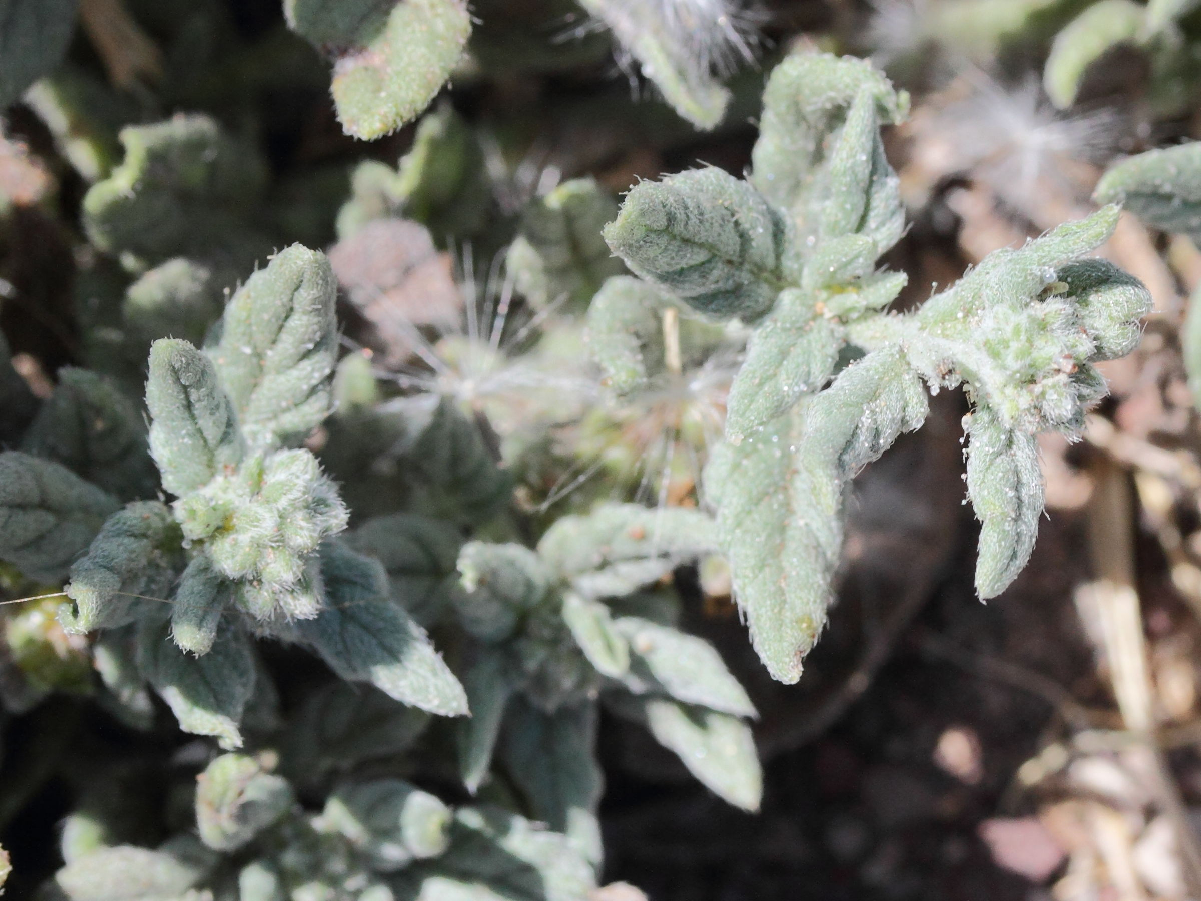 heliotropium_ramosissimum3md