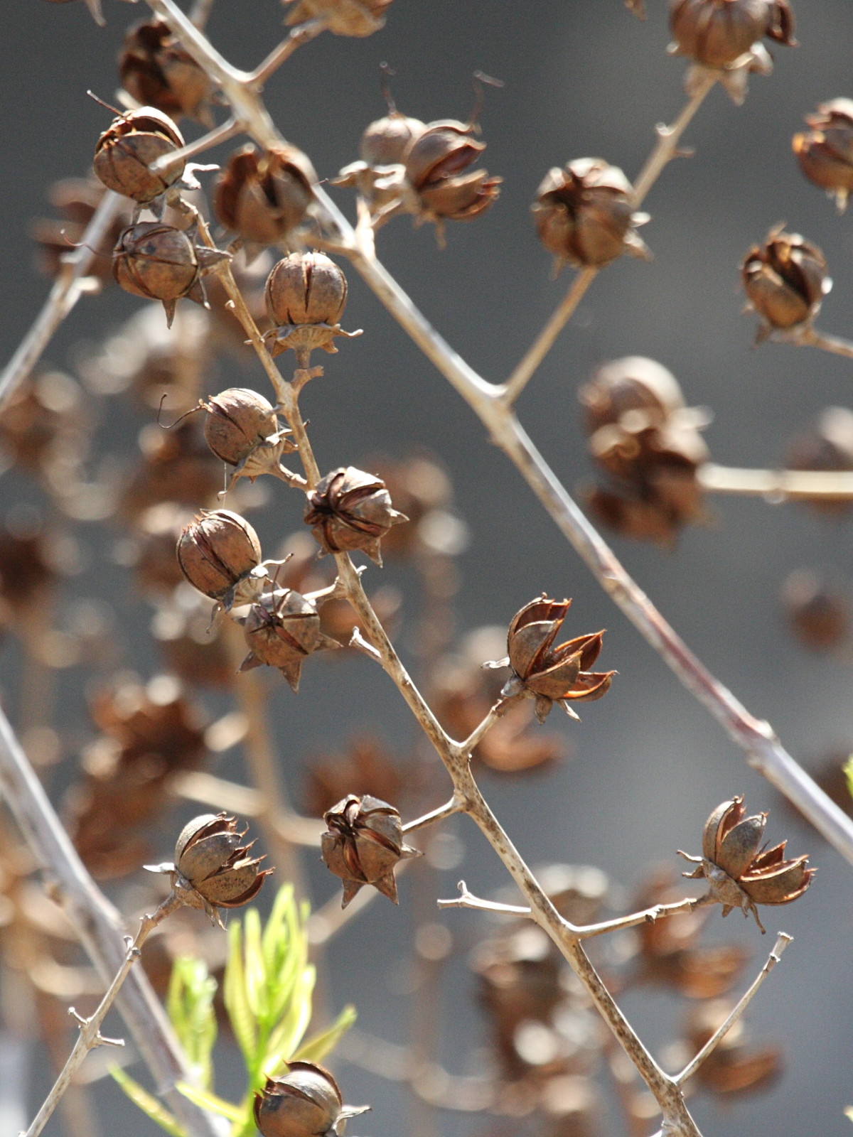 Afficher le média lagerstroemia_speciosa7bd lagerstroemia_speciosa7bd