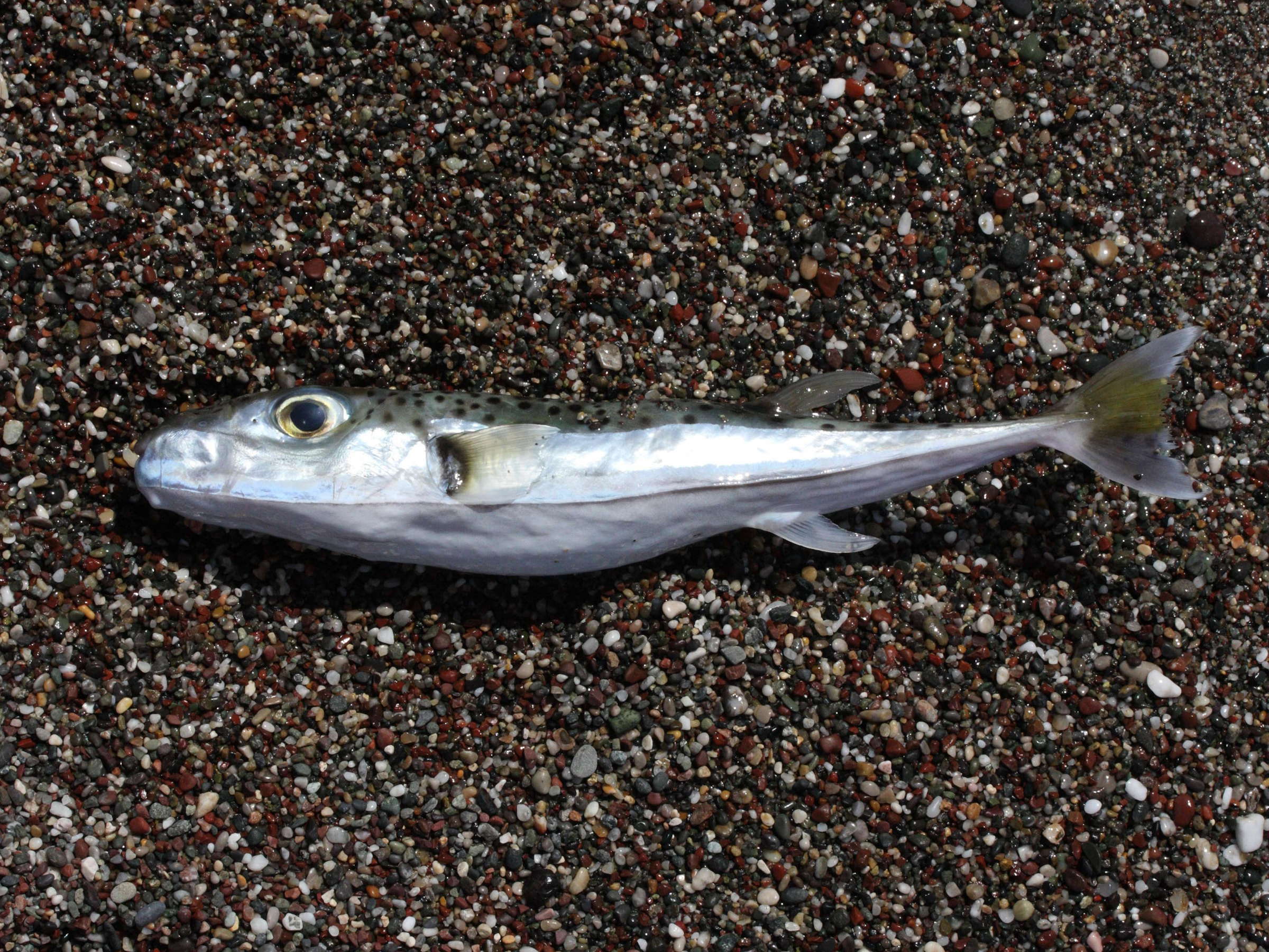 lagocephalus_sceleratus3md