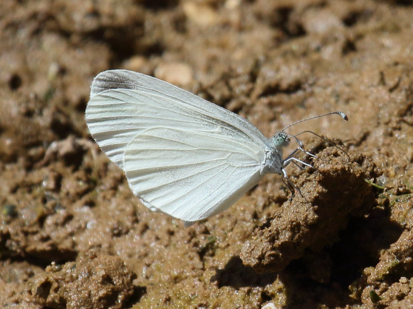 Afficher le média leptidea_sinapis4bd leptidea_sinapis4bd