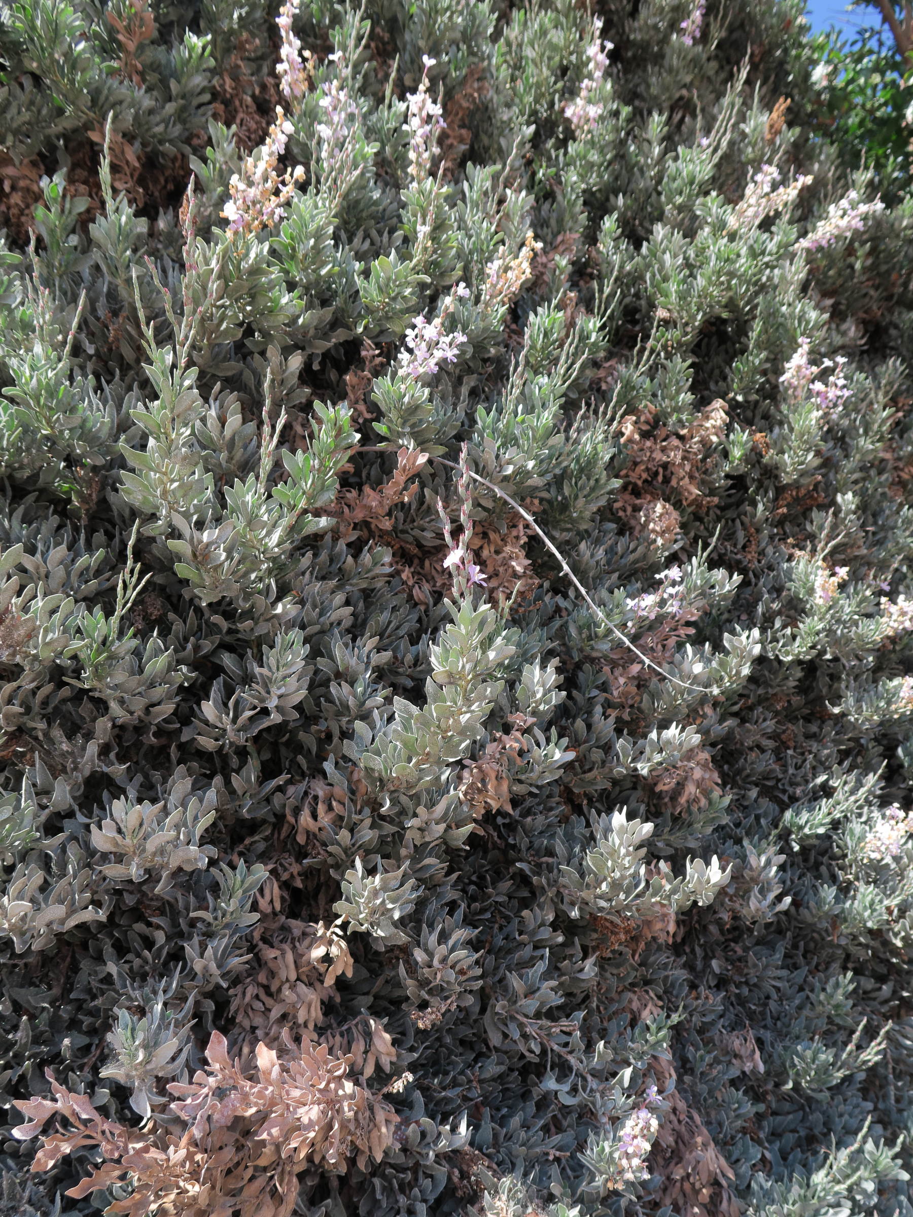 Afficher le média limoniastrum_monopetalum4md limoniastrum_monopetalum4md