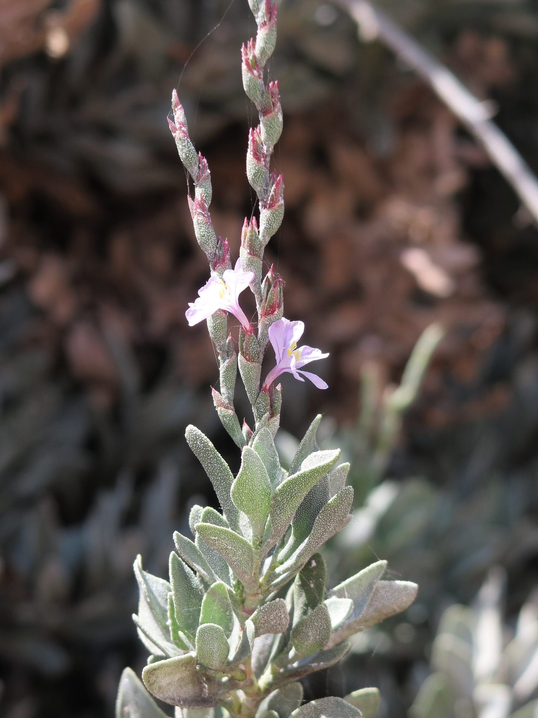 Afficher le média limoniastrum_monopetalum5md limoniastrum_monopetalum5md