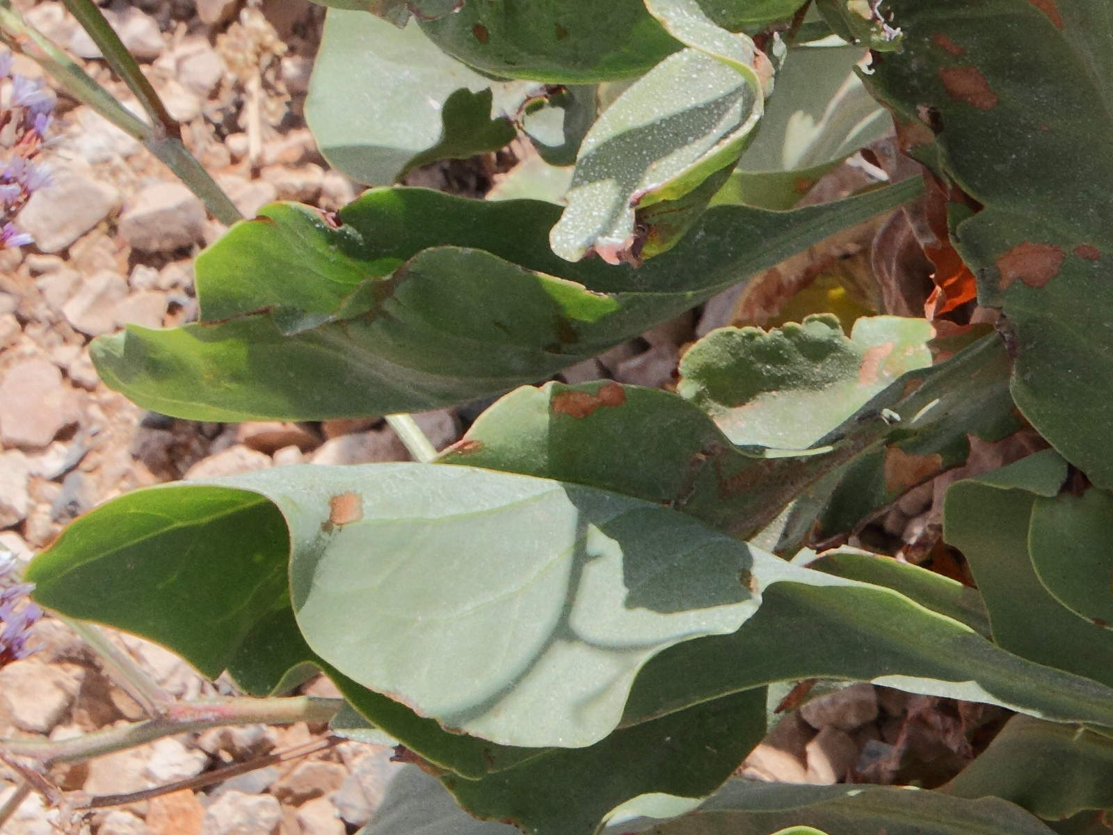 Afficher le média limonium_bourgeaui3md limonium_bourgeaui3md