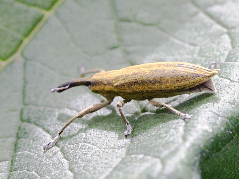 Afficher le média lixus_iridis2md lixus_iridis2md