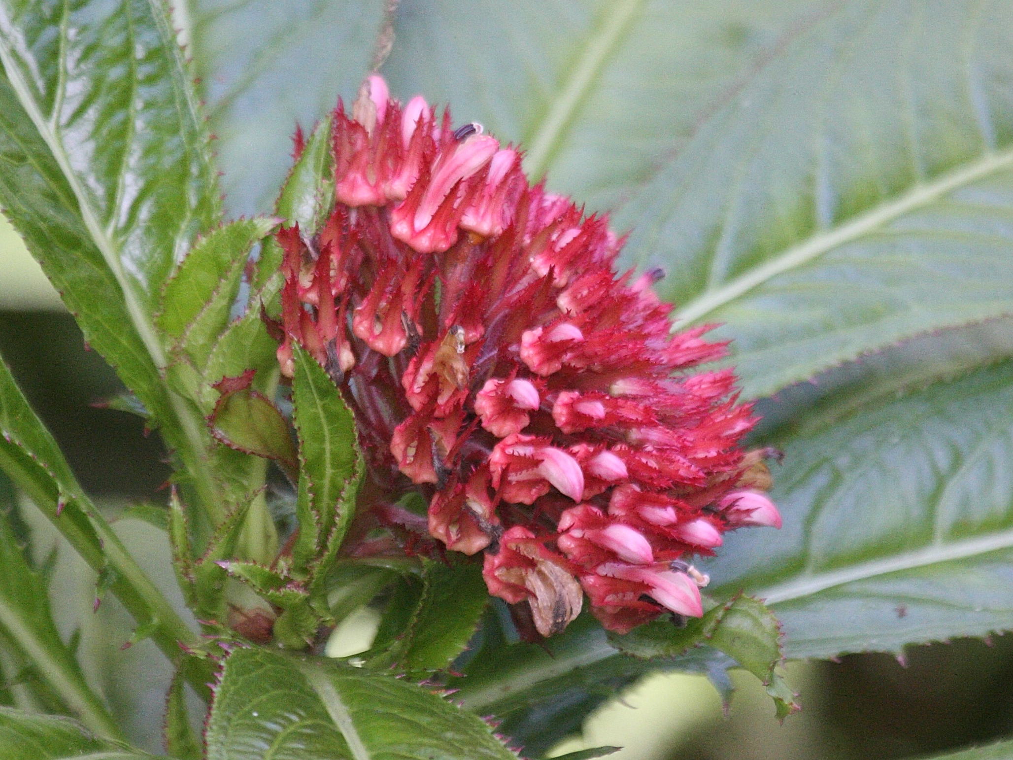 Afficher le média lobelia_conglobata5bd lobelia_conglobata5bd