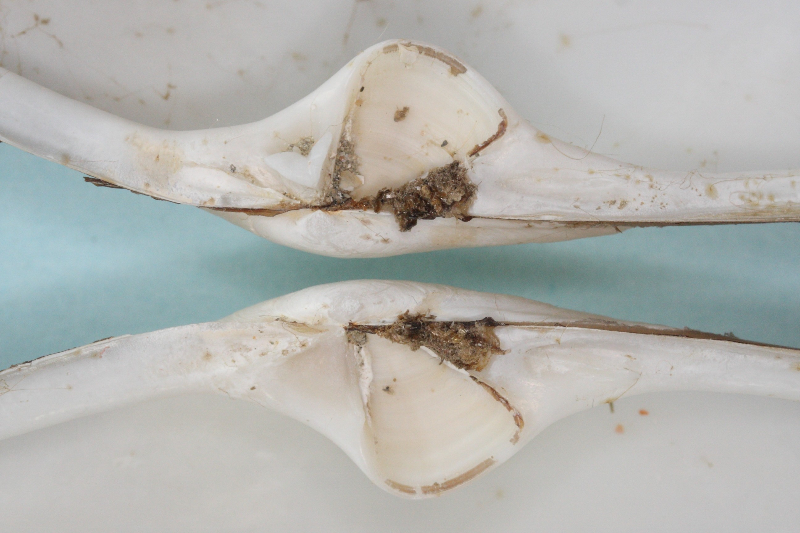 lutraria_lutraria4md