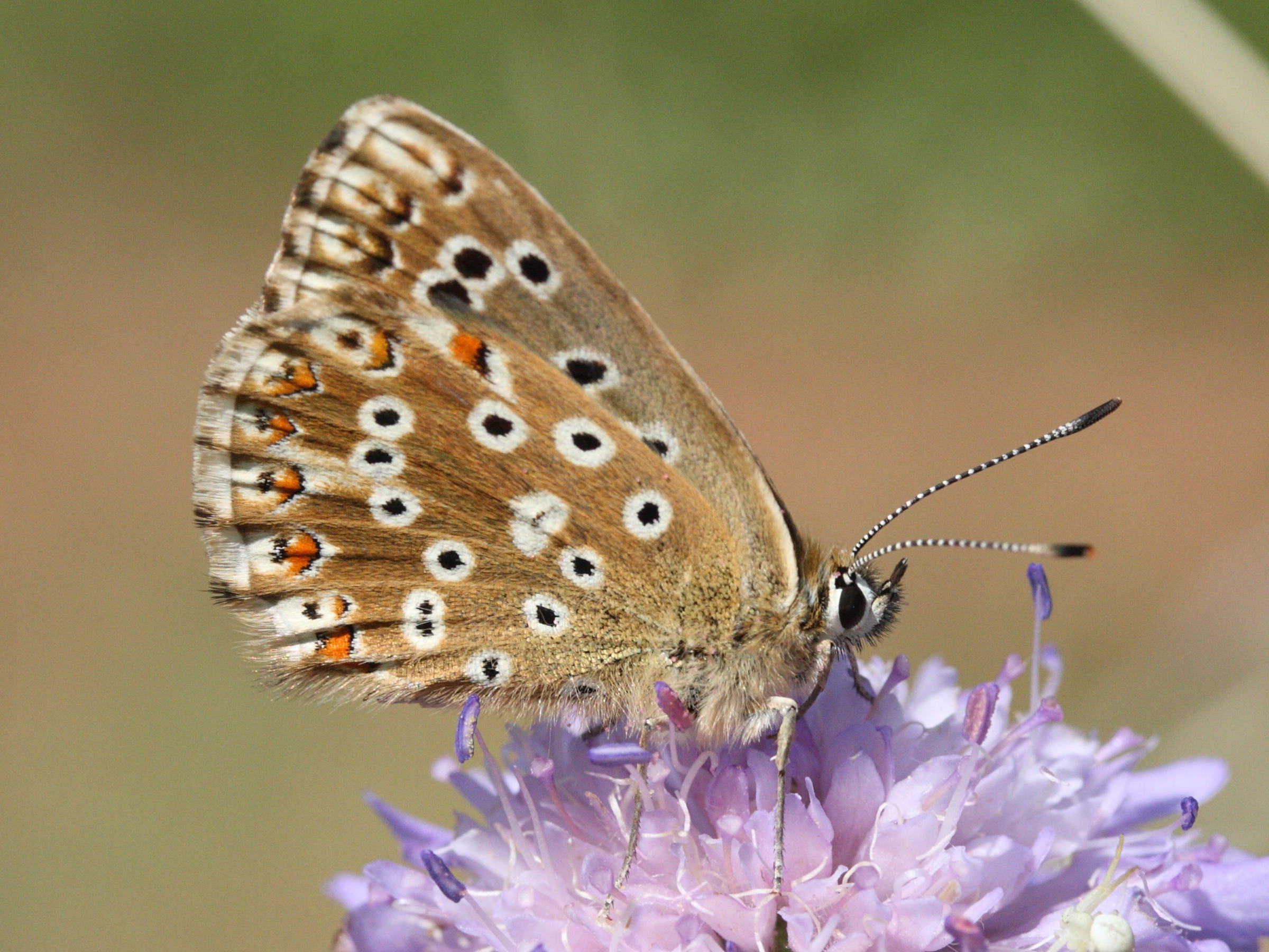 lysandra_coridon5amd