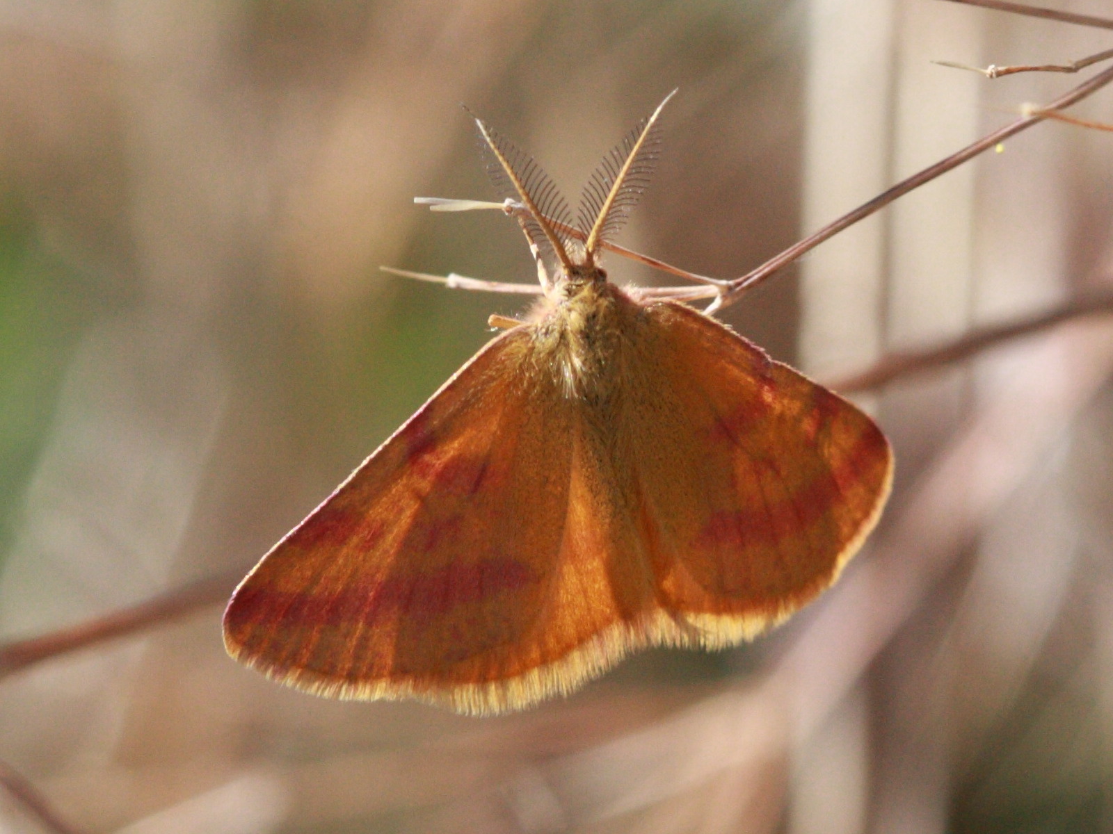 Afficher le média lythria_purpuraria3bd lythria_purpuraria3bd