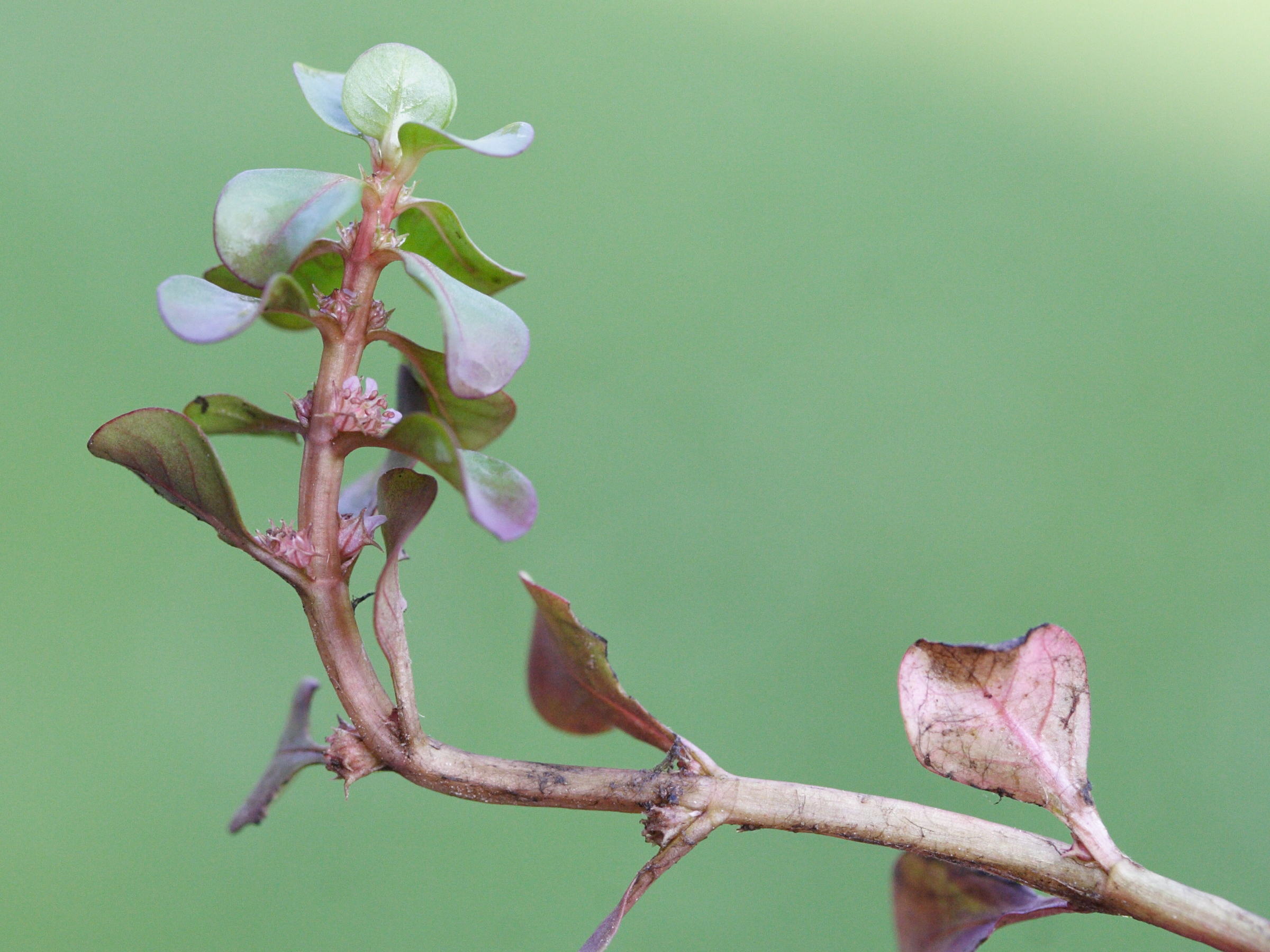 Afficher le média lythrum_portula3md lythrum_portula3md