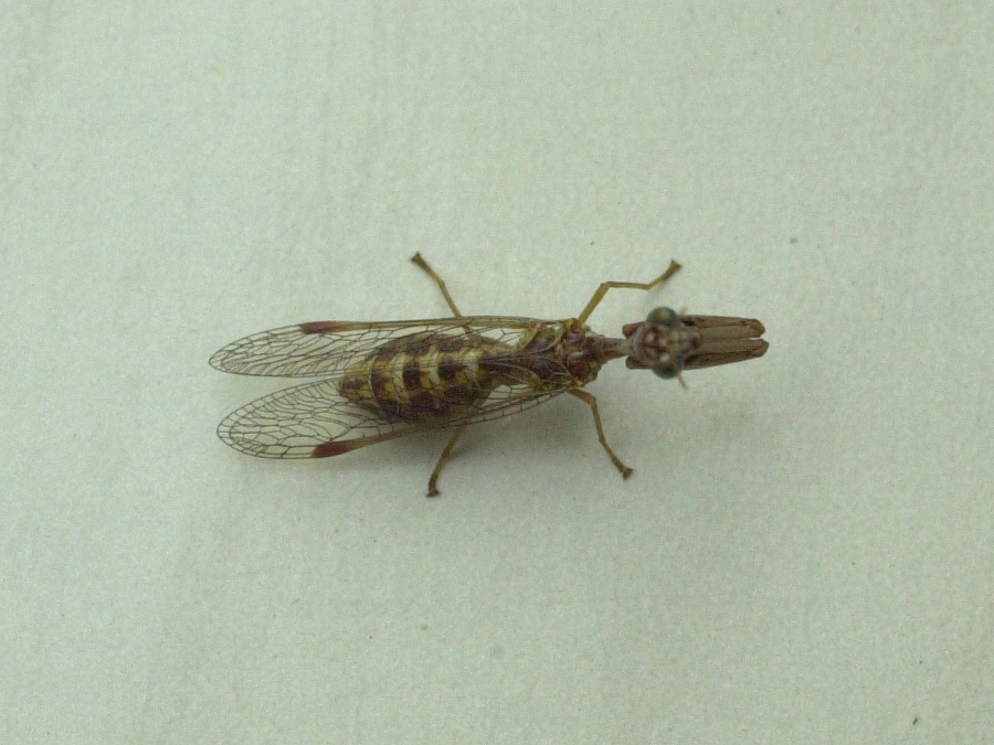 Mantispa_styriaca