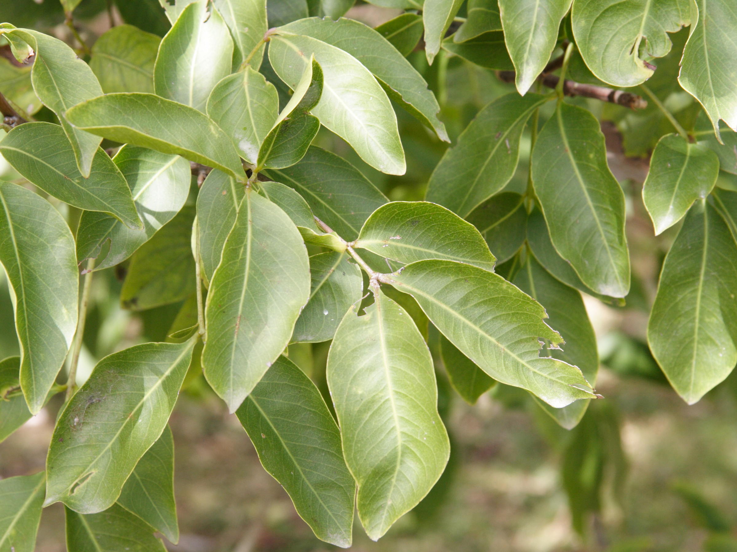 melicoccus_bijugatus2md