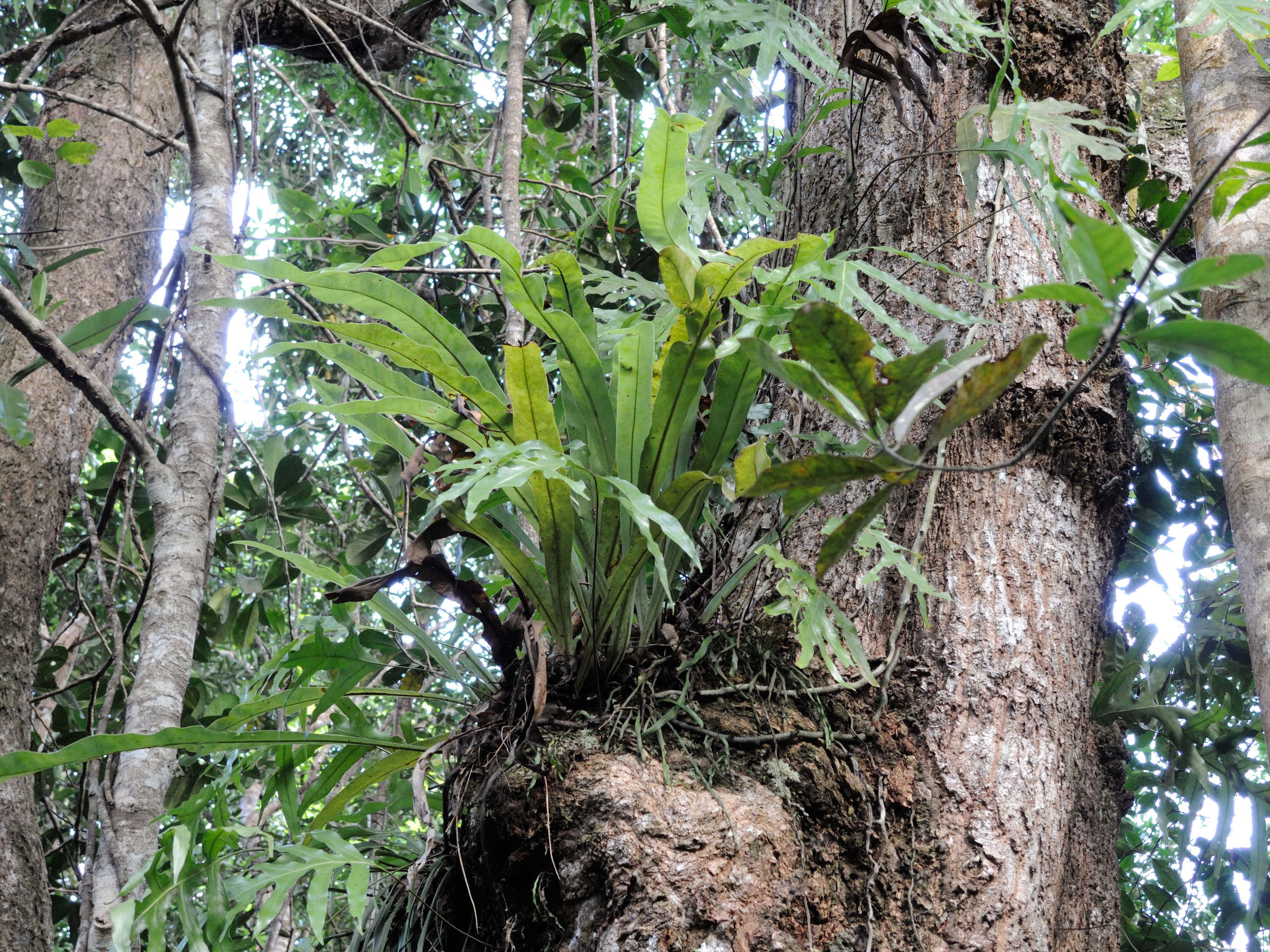 microsorum_punctatum1md