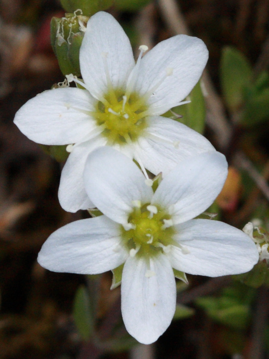 Afficher le média minuartia_rupestris2bd minuartia_rupestris2bd