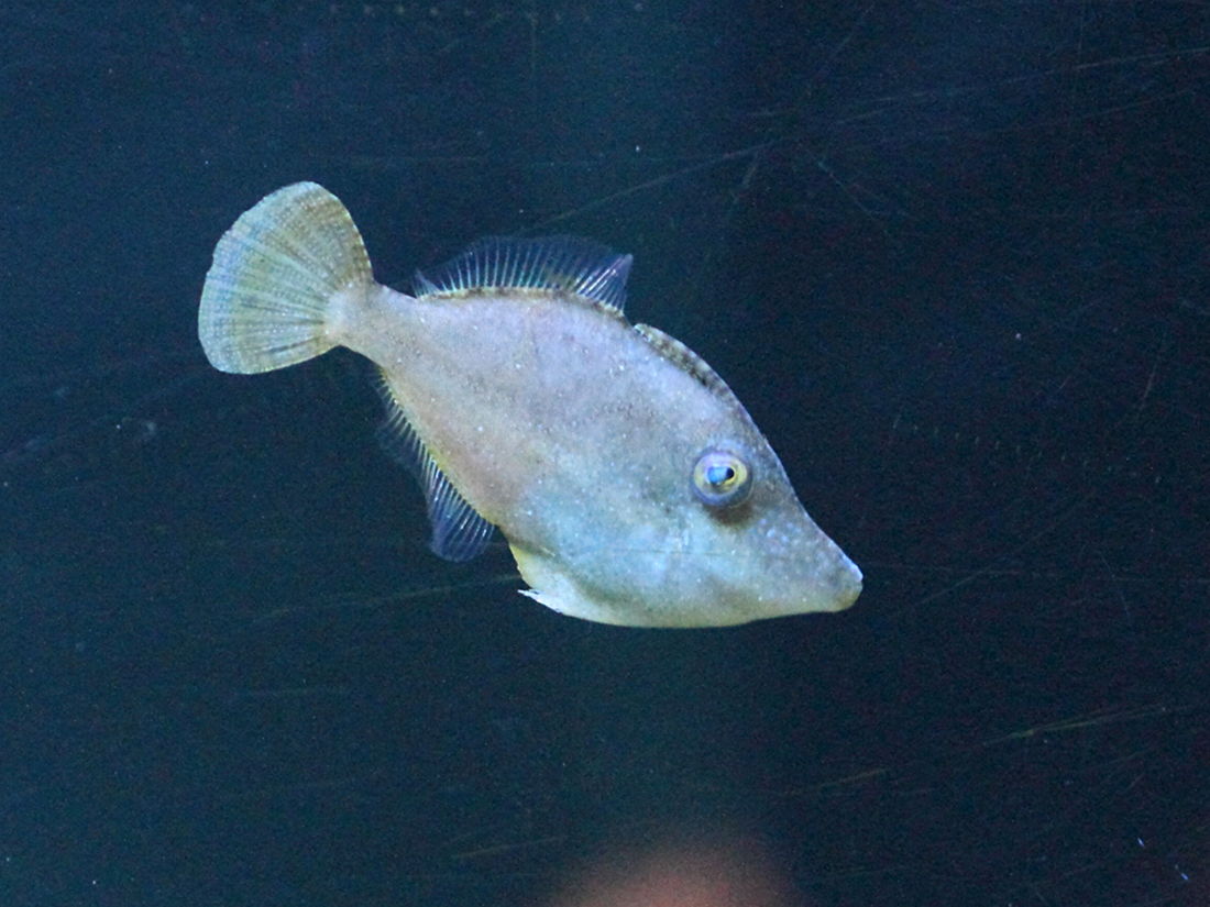 Afficher le média monacanthus_tuckeri1bd monacanthus_tuckeri1bd