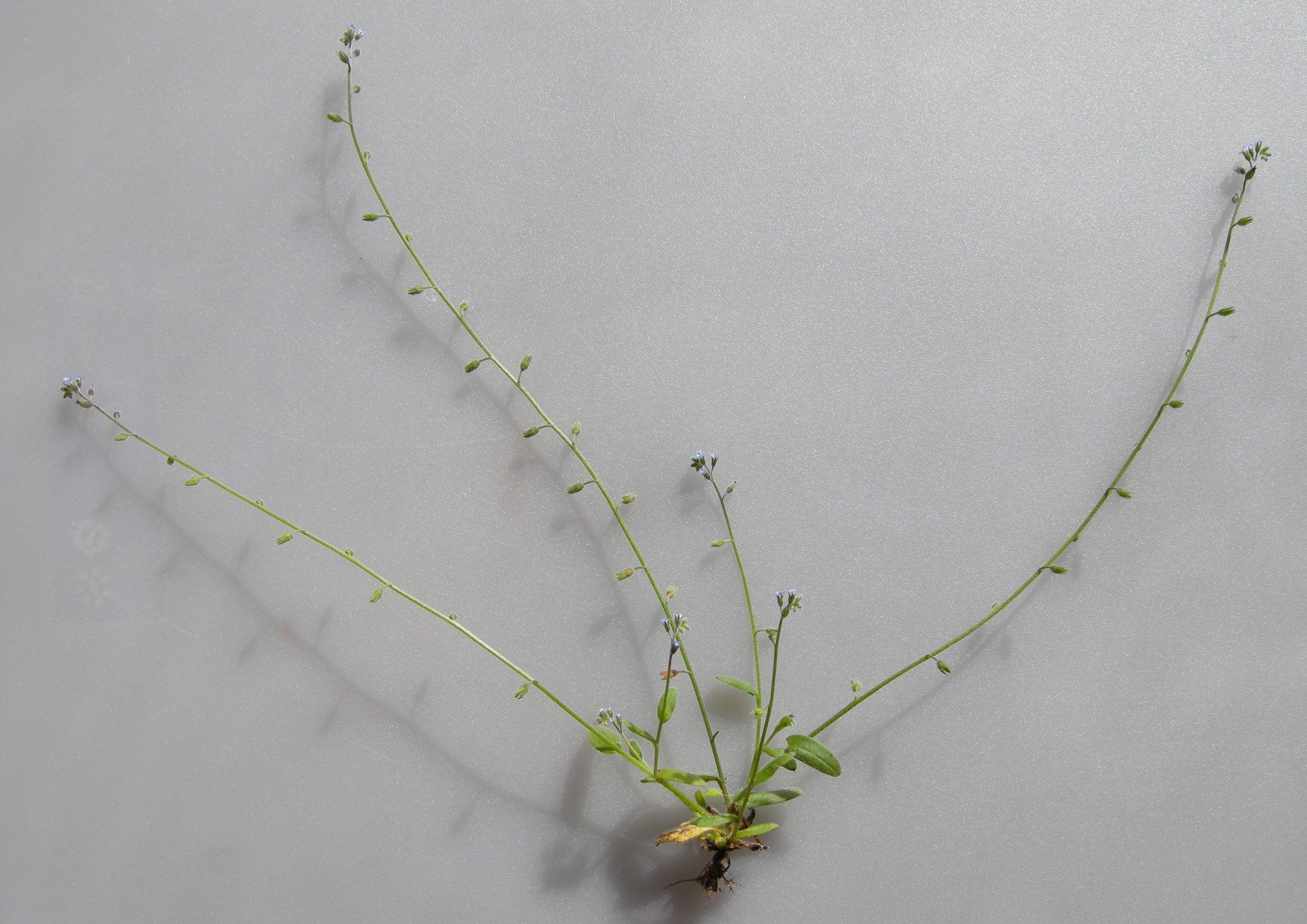 myosotis_ramosissima3md