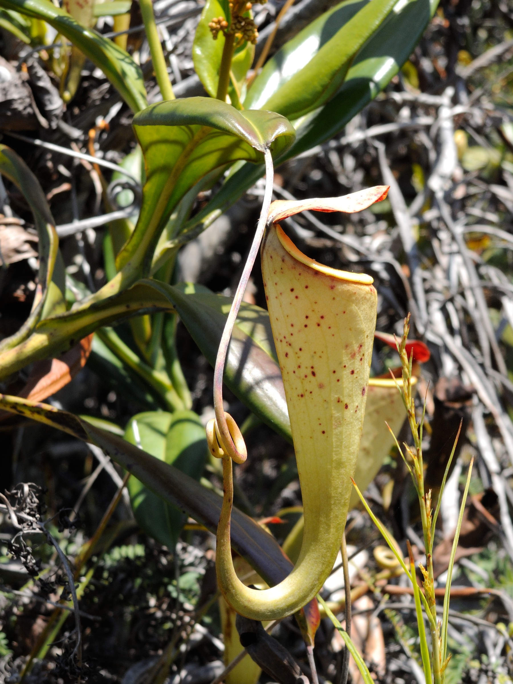 nepenthes_madagascariensis3md