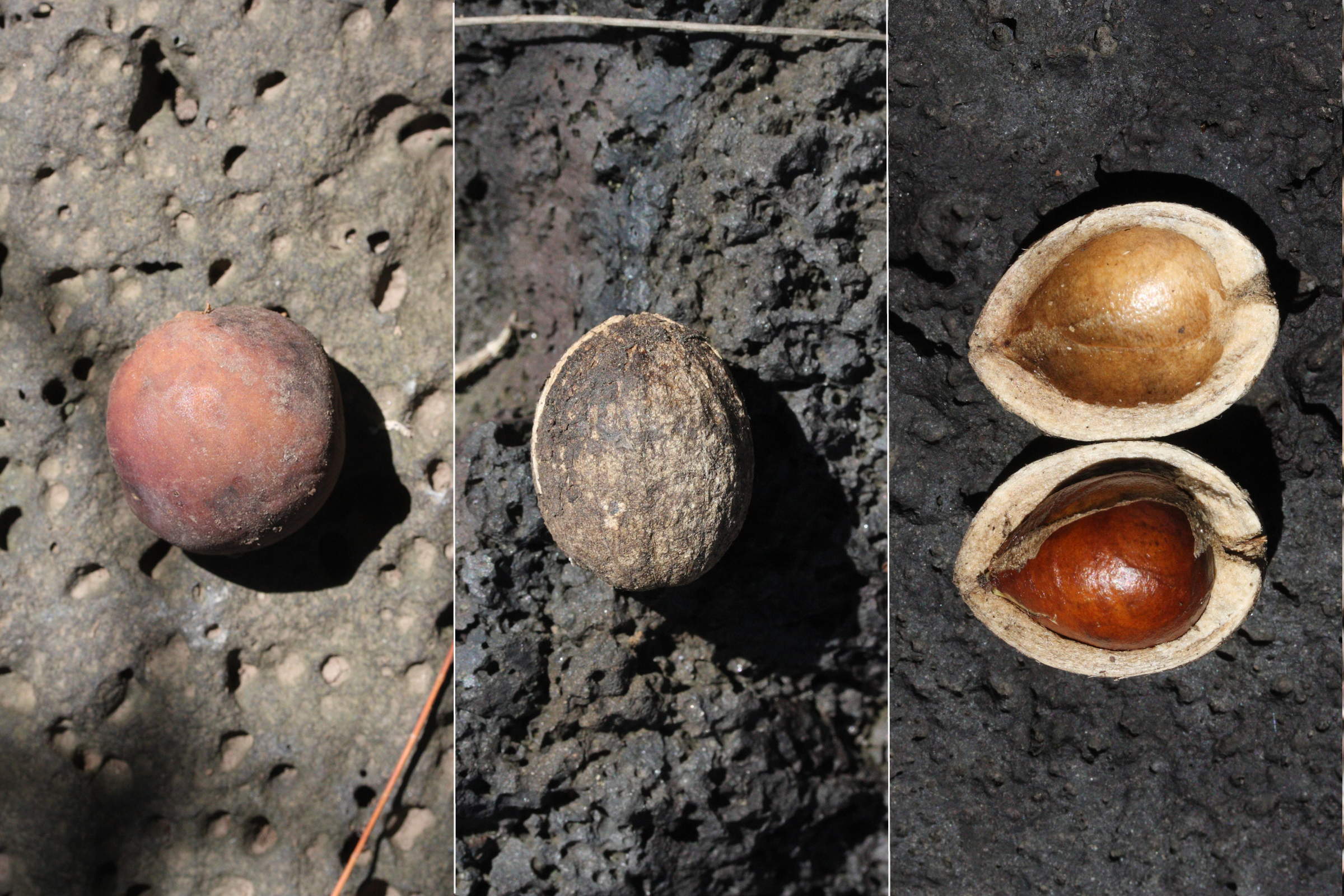 noronhia_emarginata8md